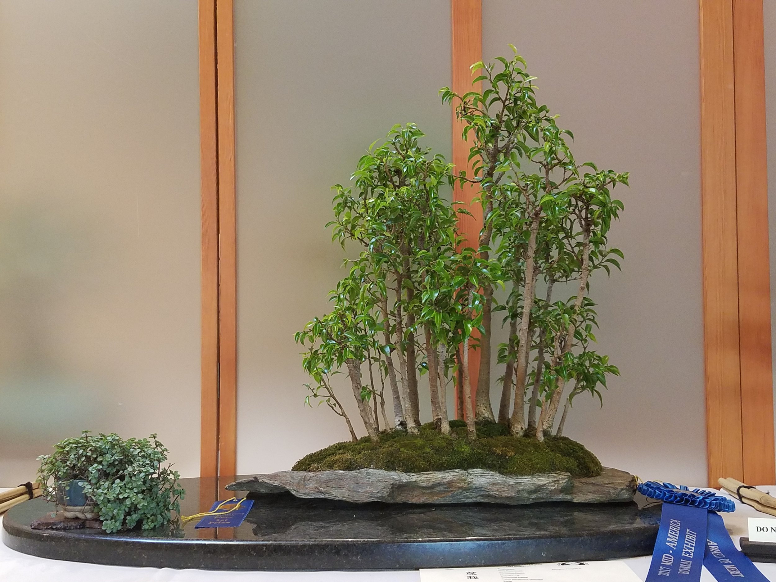 2017 Mid-America Bonsai Exhibition - Midnight Fig - Grove