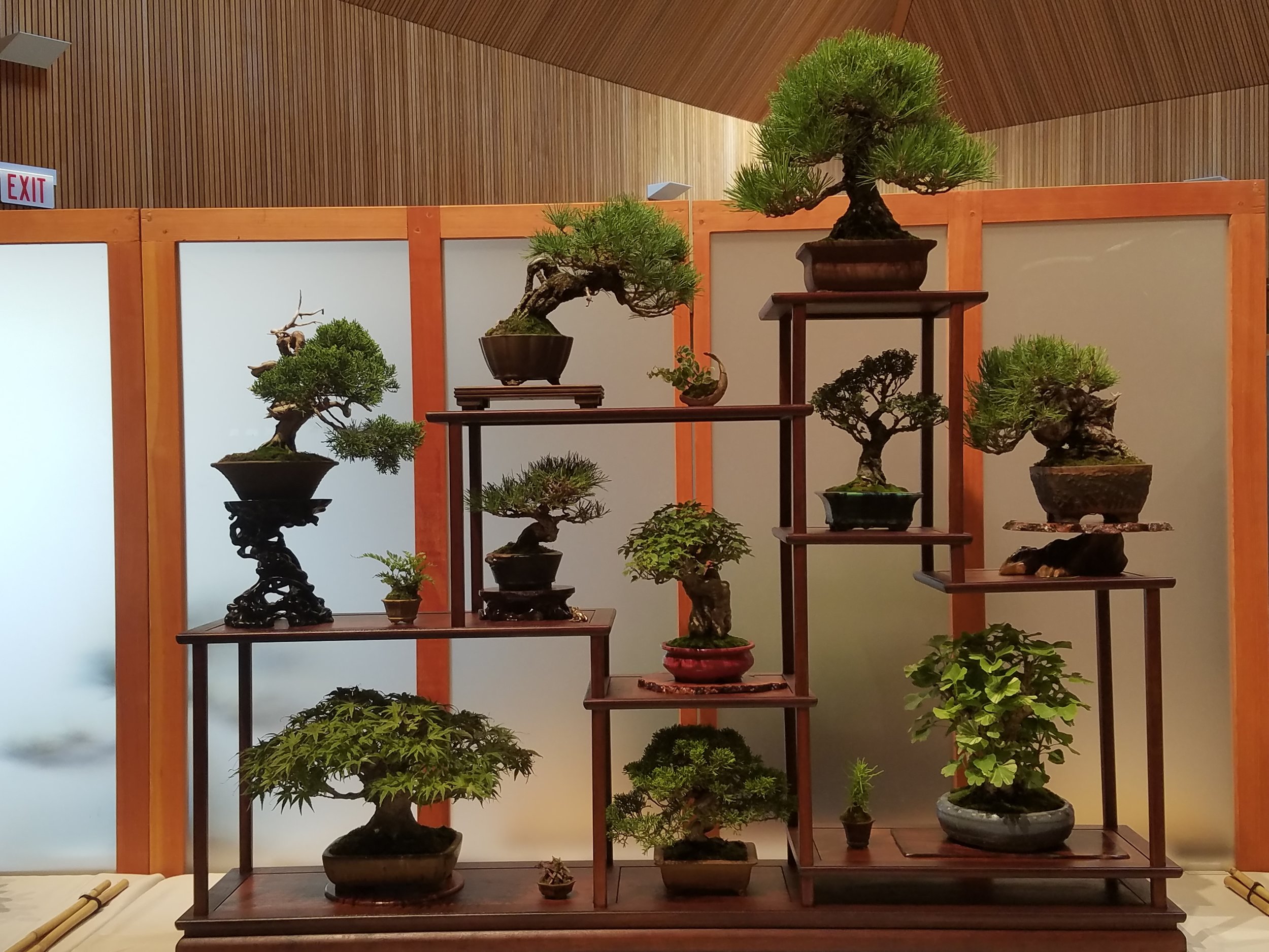 2017 Mid-America Bonsai Exhibition - Shohin 10 Tree Display