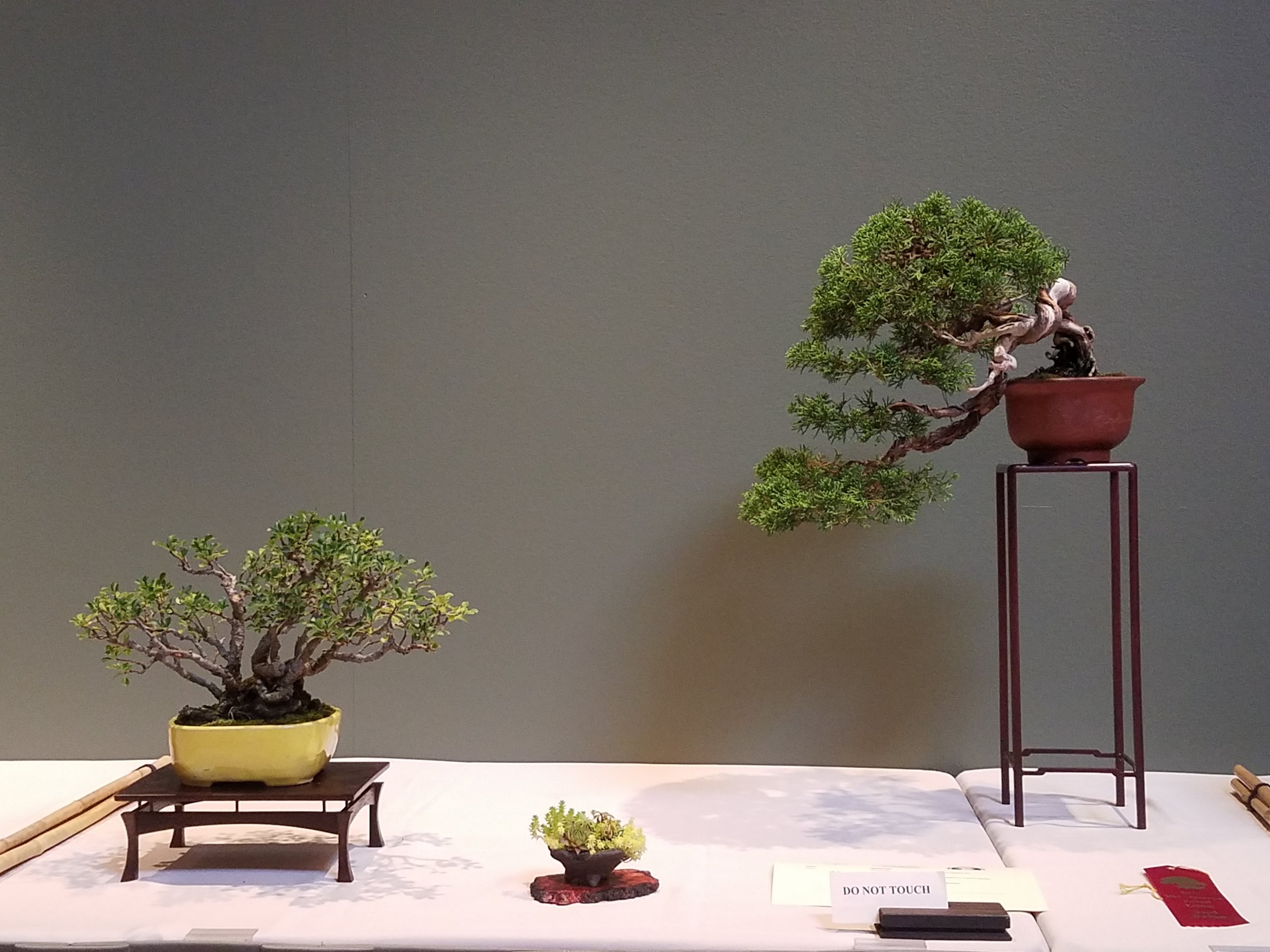 2017 Mid-America Bonsai Exhibition - Itoigawa Shimpaku Juniper & Chojubai Quince - Three Point Display