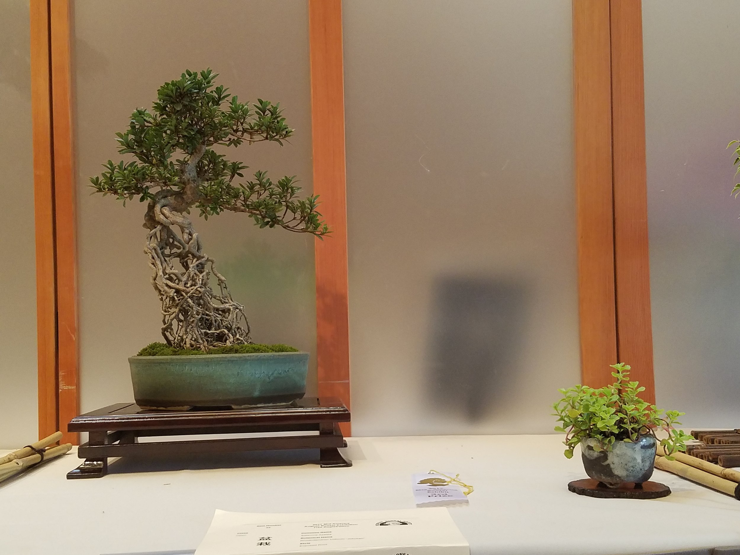 2017 Mid-America Bonsai Exhibition - Satsuma Azalea - Exposed Root