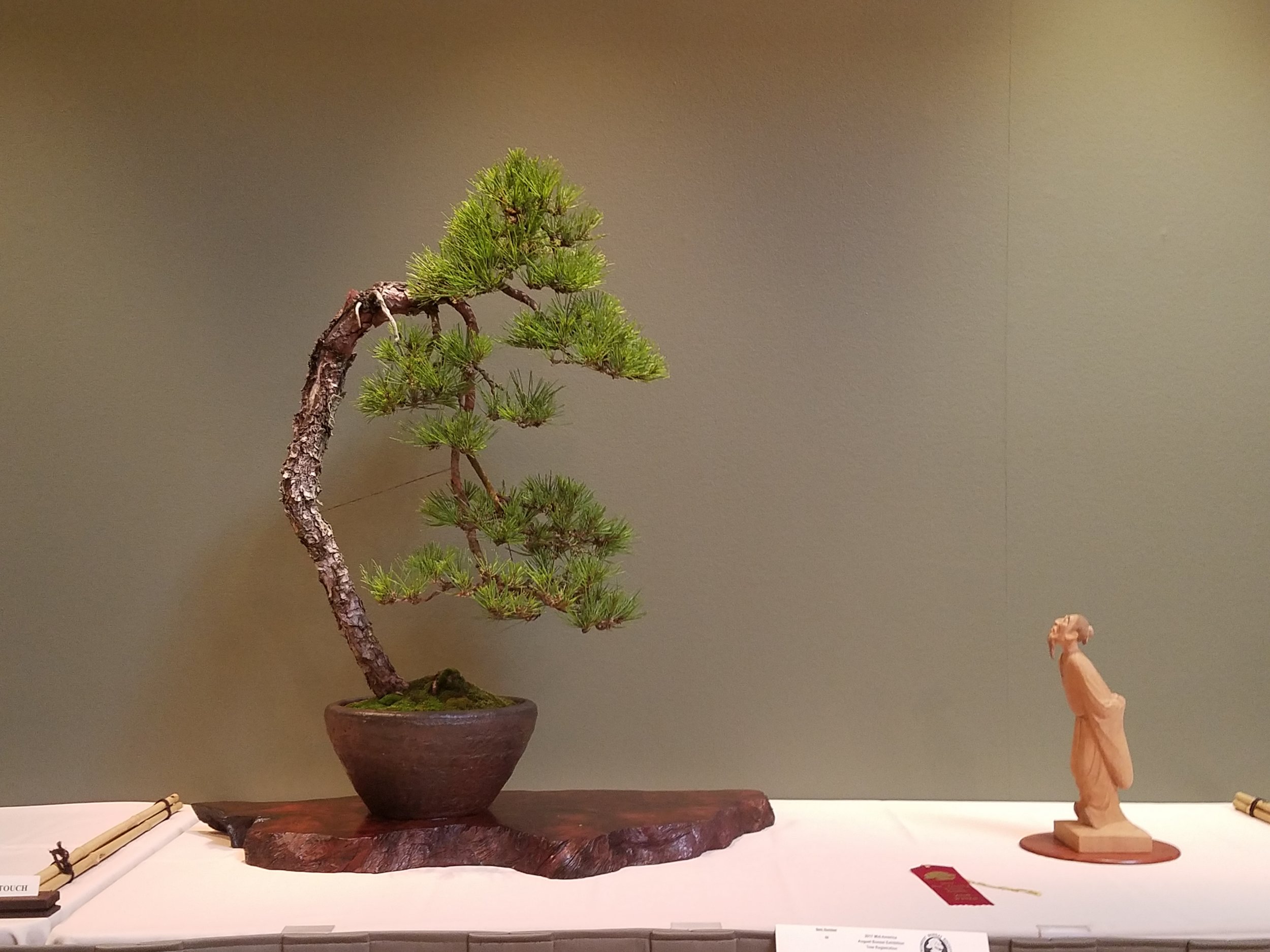 2017 Mid-America Bonsai Exhibition - Japanese Red Pine - Bunjin