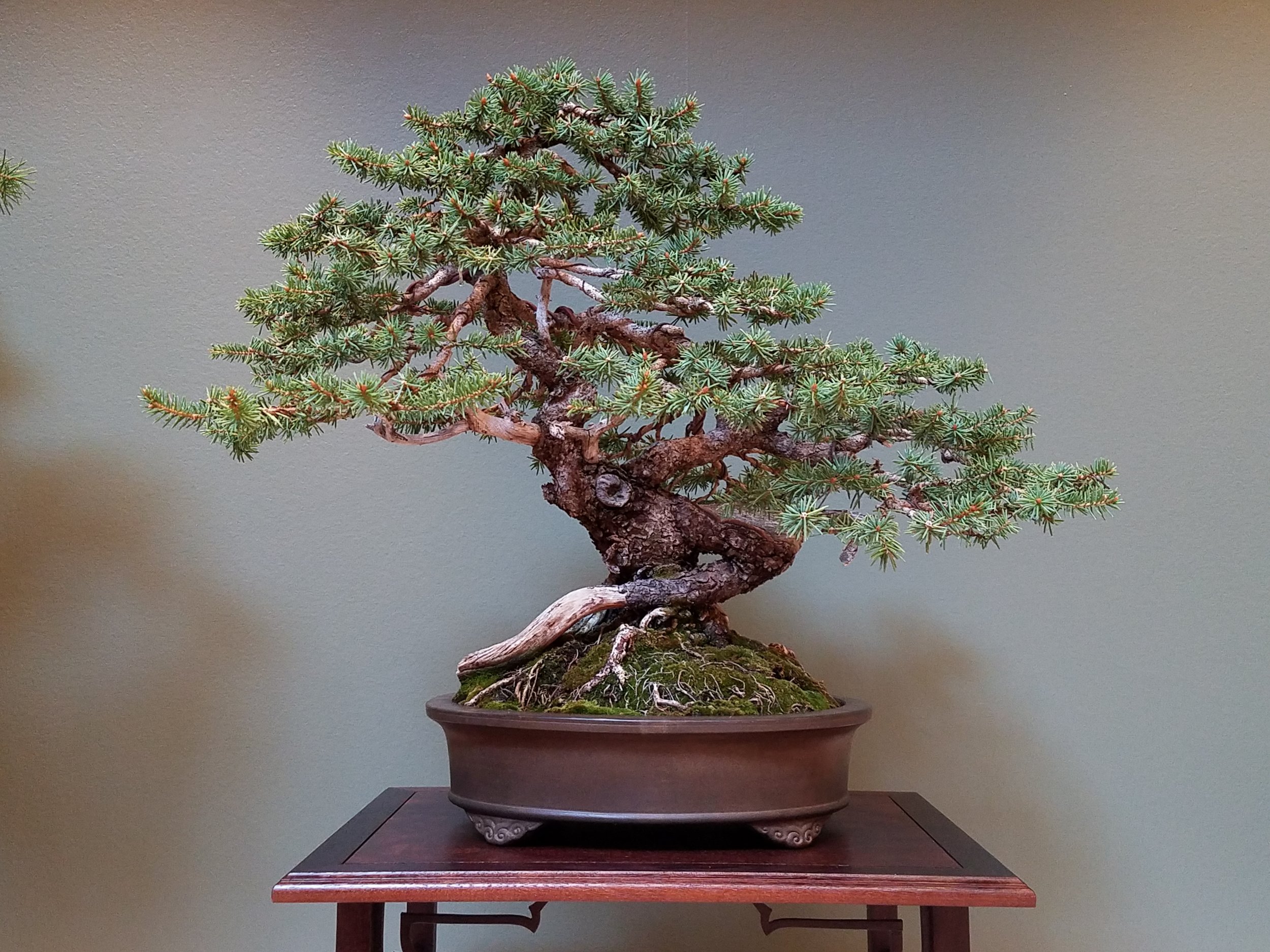 2017 Mid-America Bonsai Exhibition - Colorado Blue Spruce - Informal Upright