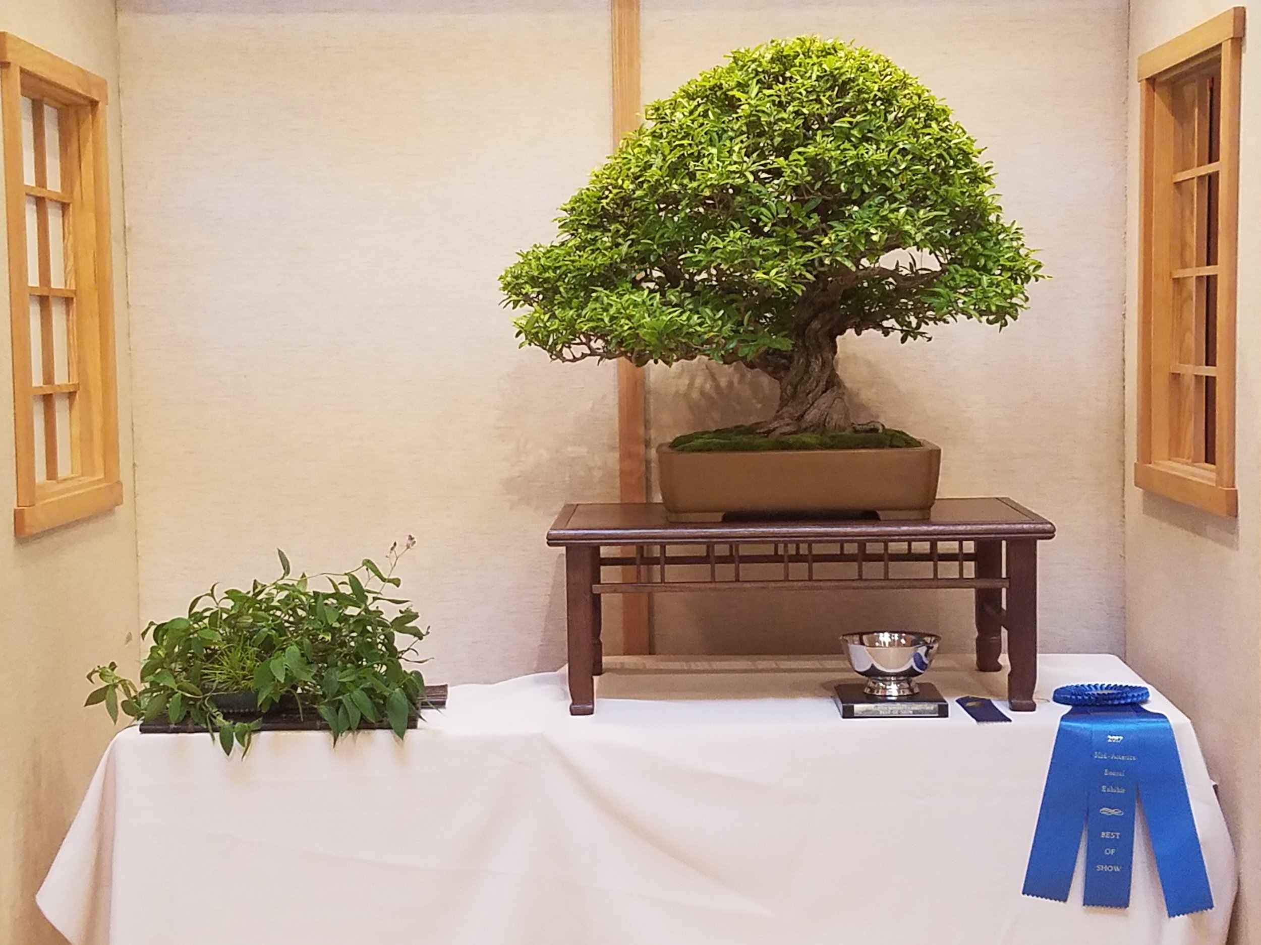 2017 Mid-America Bonsai Exhibition - Pomegranate - Informal Upright