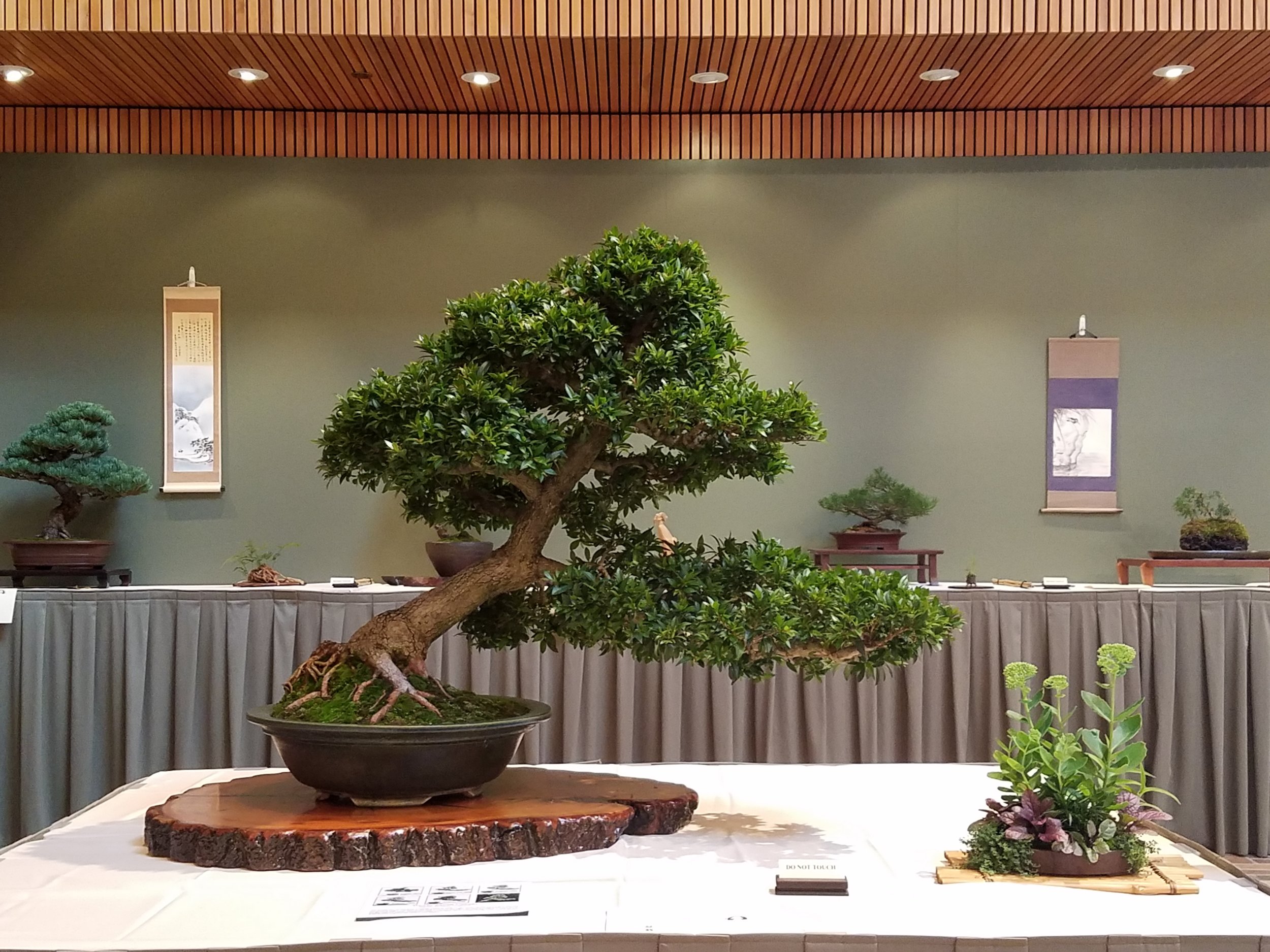 2017 Mid-America Bonsai Exhibition - Dwarf Brush Cherry