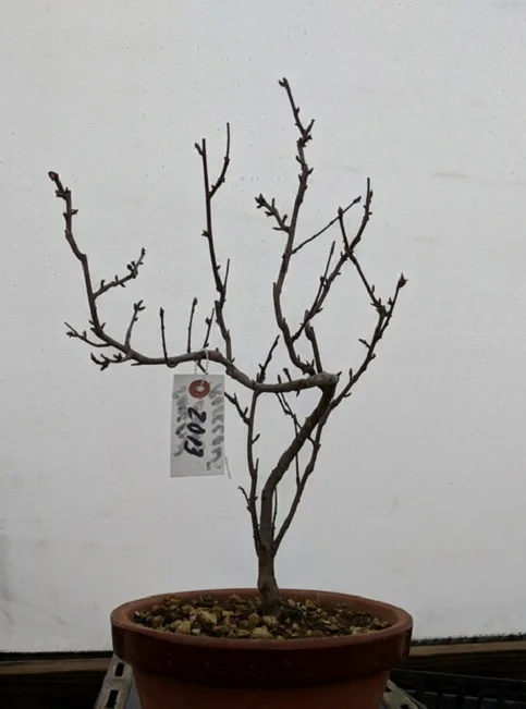 Sargent Crabapples, Roselow variety - Cass Bonsai Gardens
