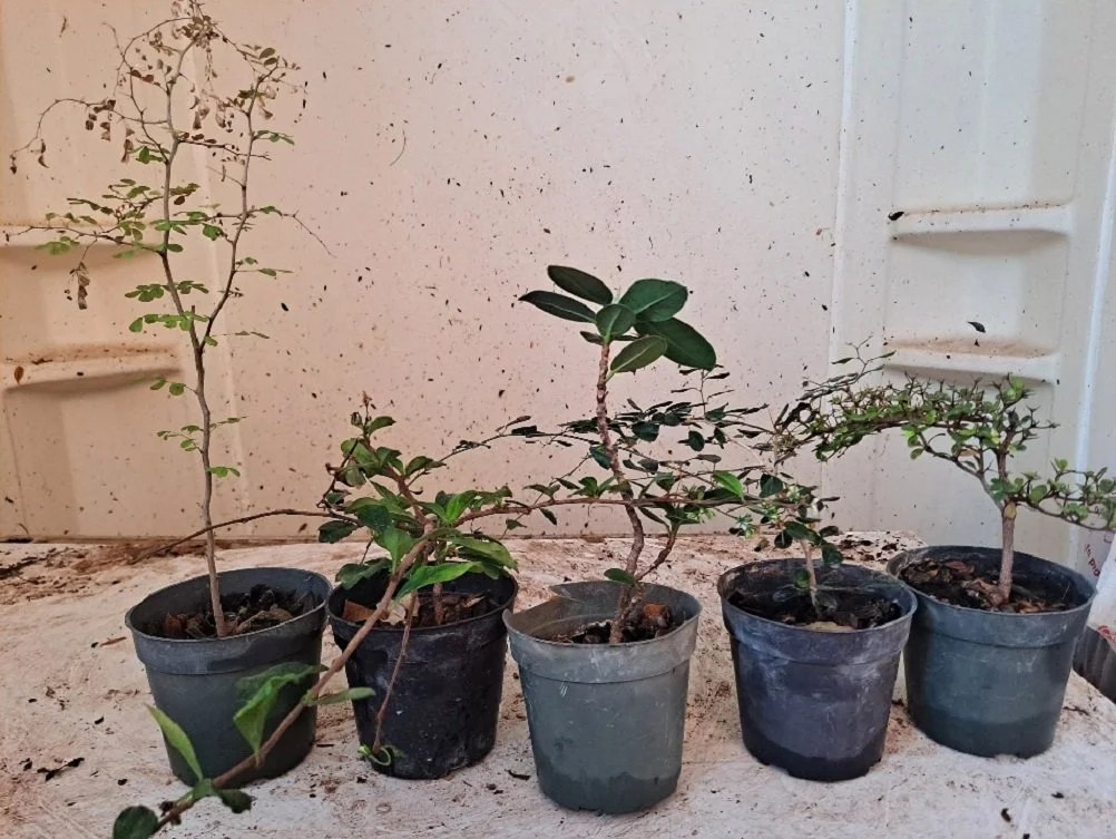 Tropical Tree Workshop - BC Bonsai (Sunday)