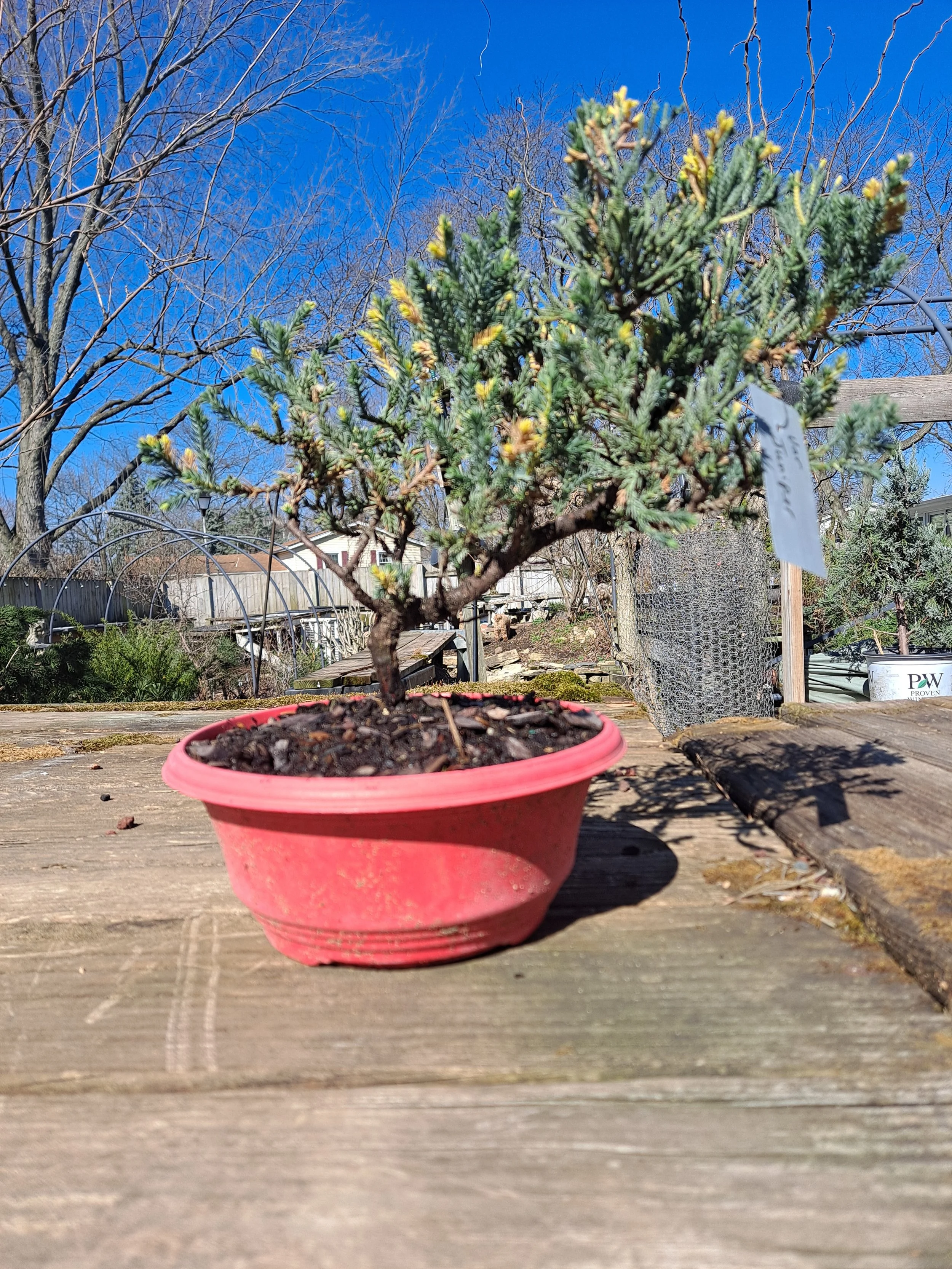 BC Bonsai Variagated Juniper Workshop