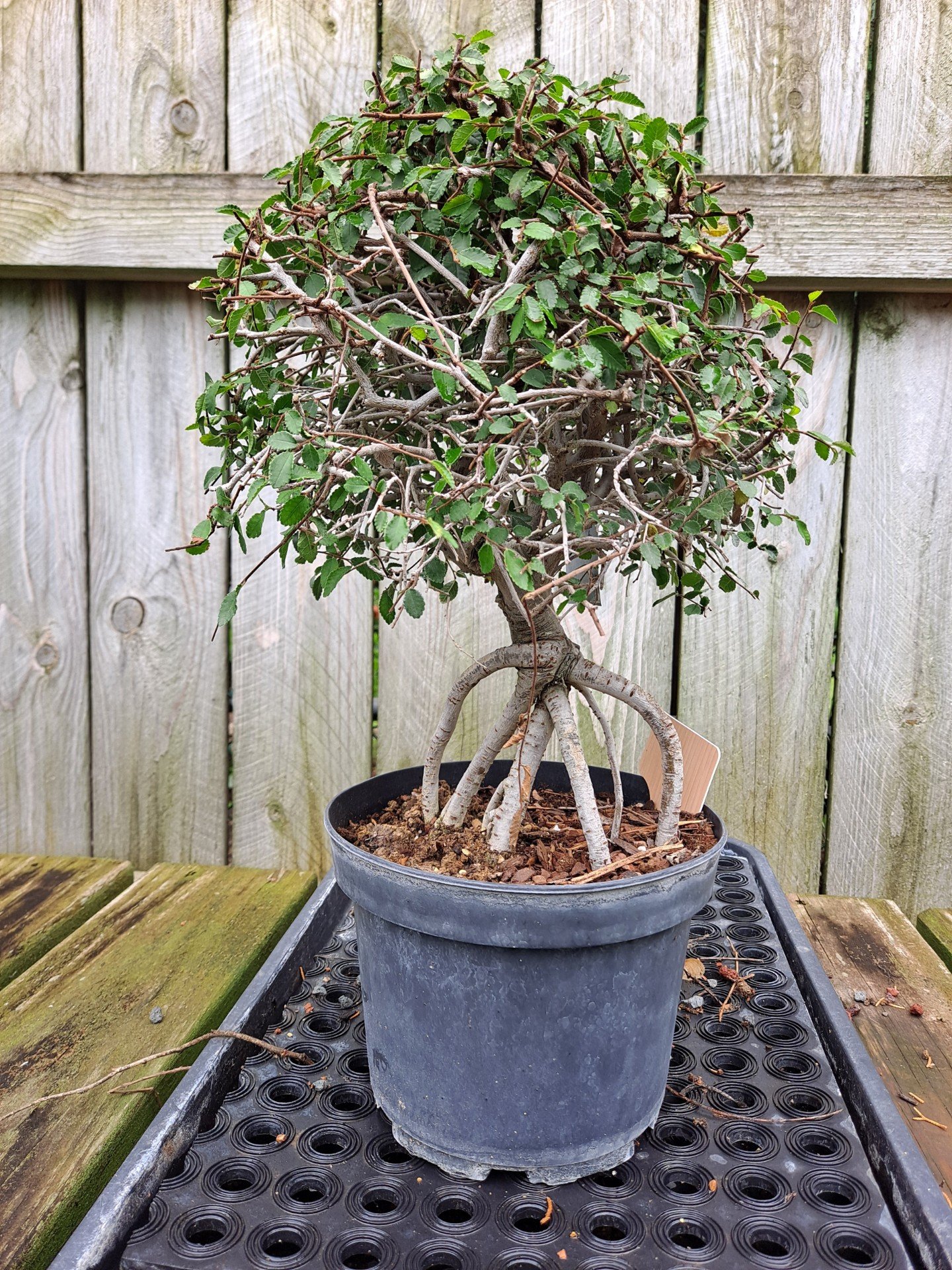 Workshop: Chinese Elm with BC Bonsai