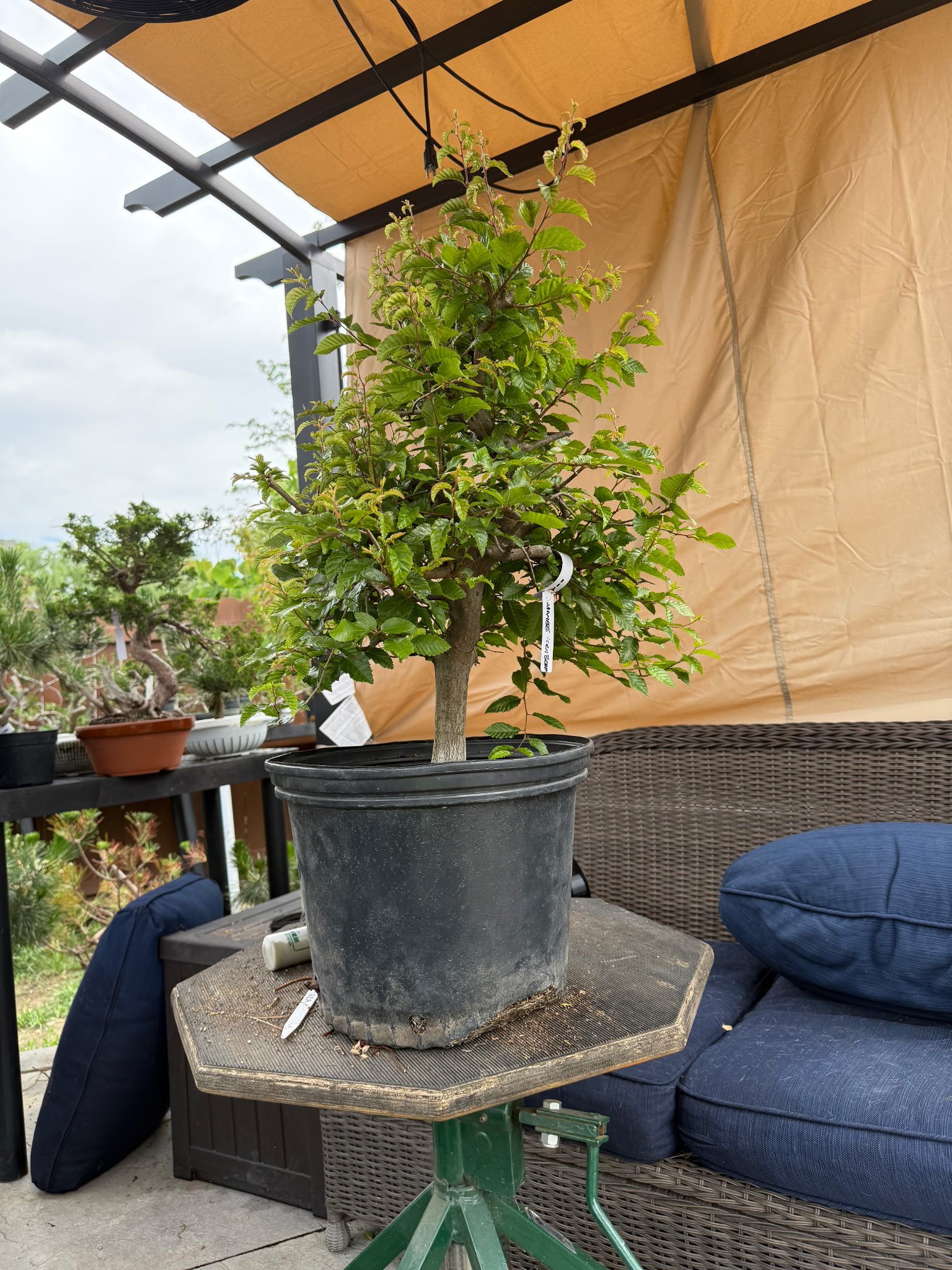 Demonstration: Deciduous Bonsai Styling with Guest Master Jonas Dupuich