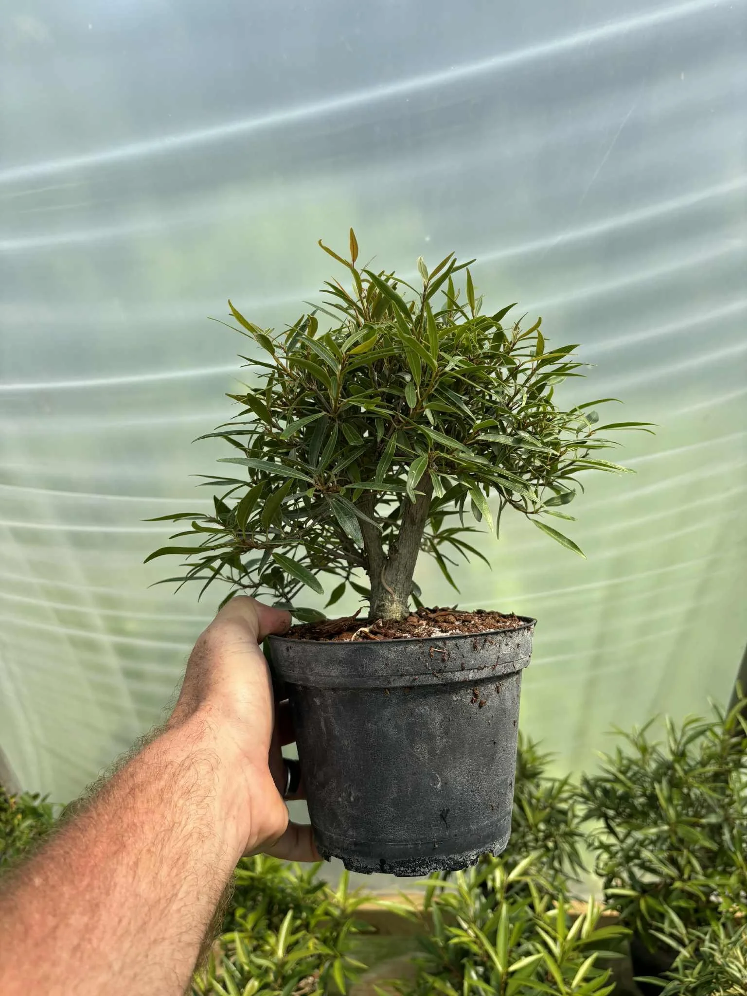 Workshop: Shohin Willow Leaf Ficus with Kawa No Oka