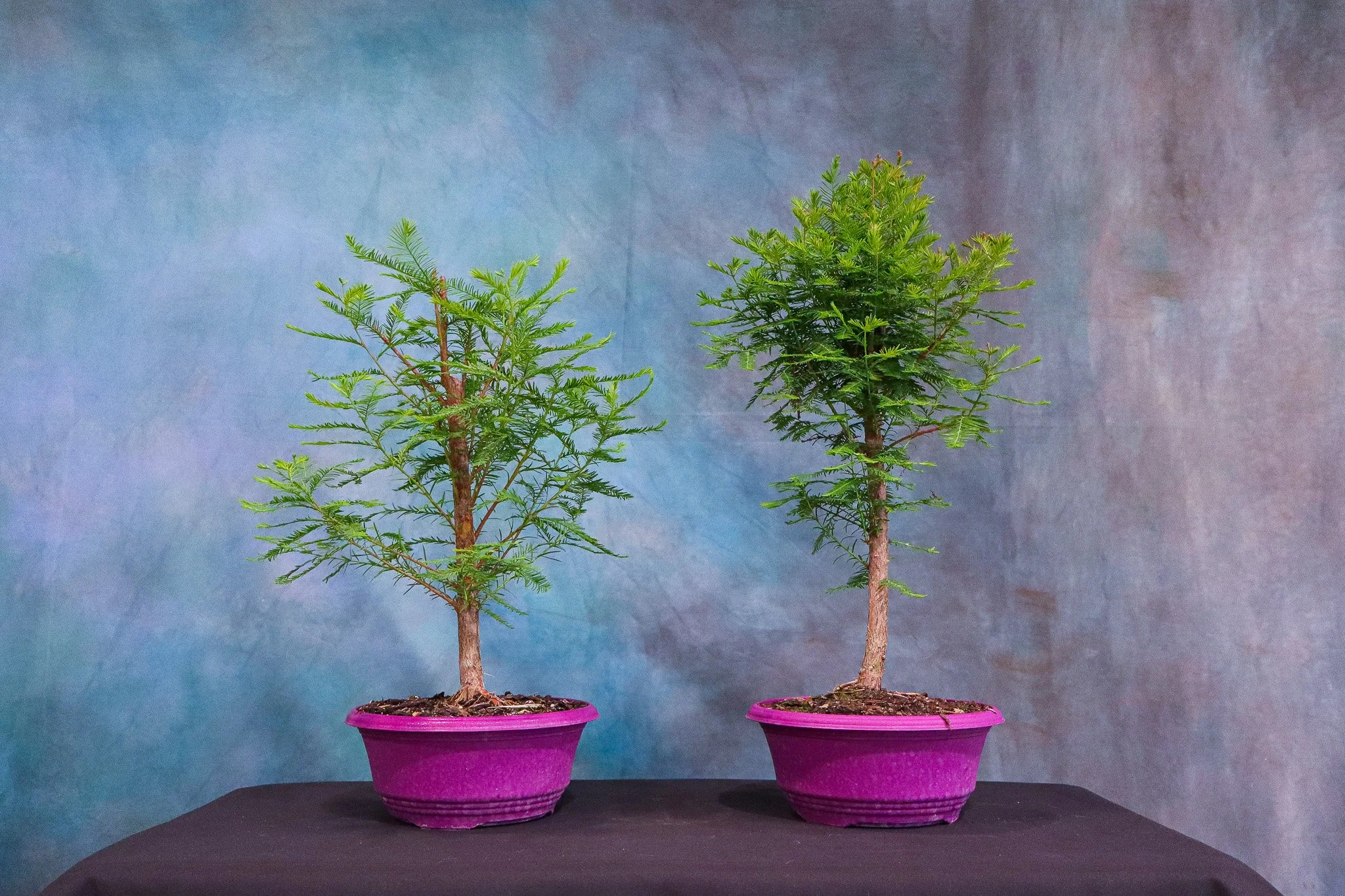 Workshop: BC Bonsai Bald Cypress Workshop