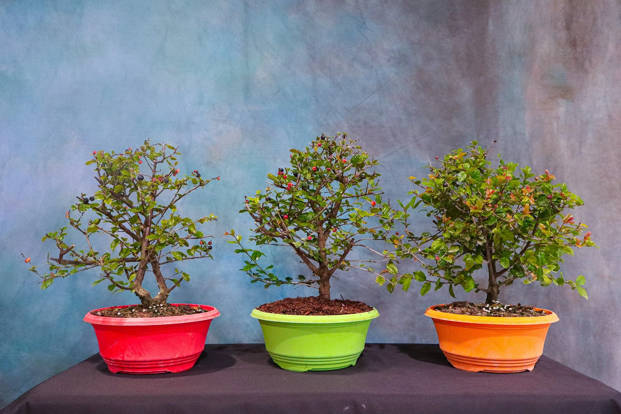 Workshop: BC Bonsai Chinese Sweet Plum