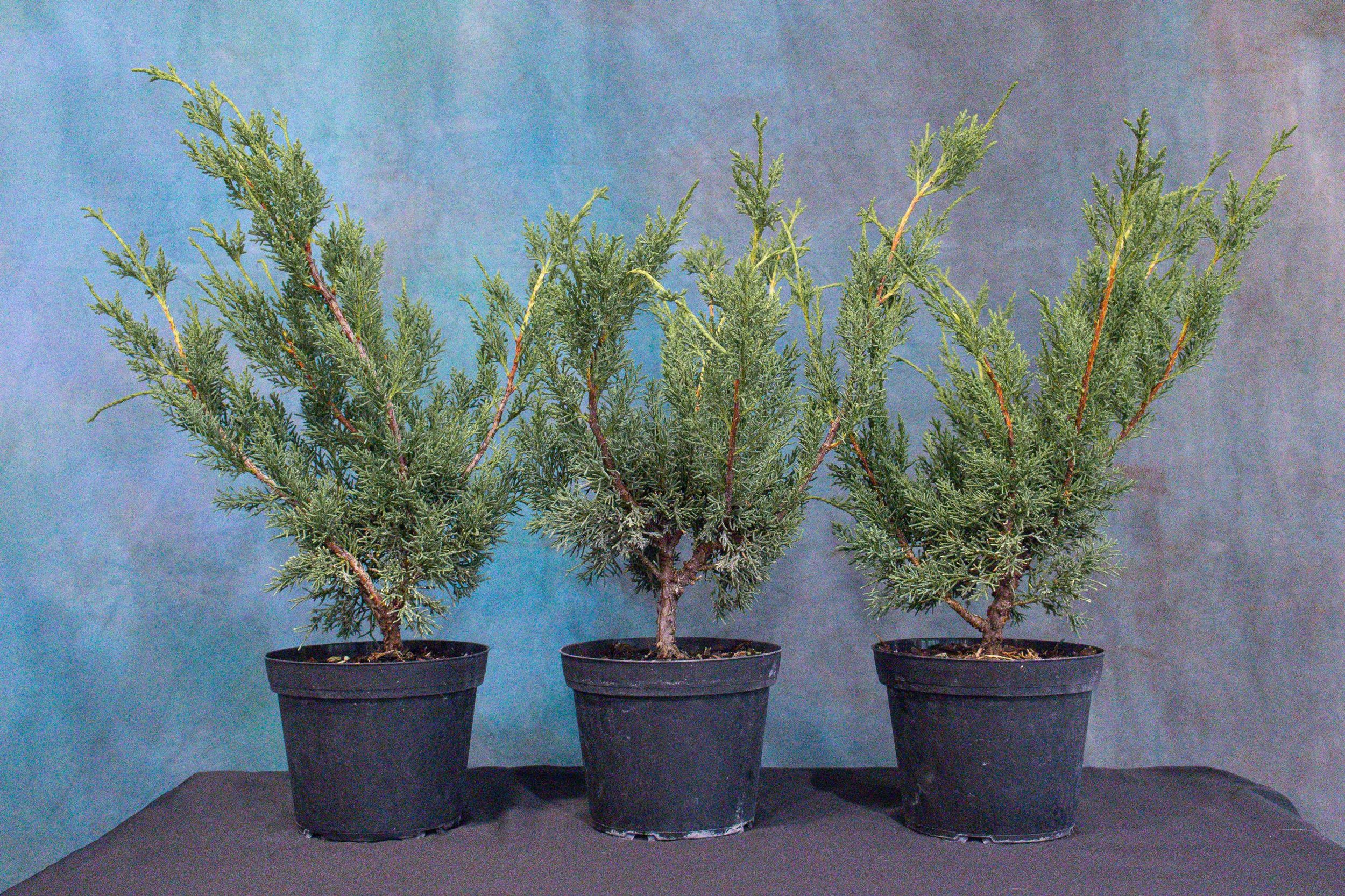 Workshop: BC Bonsai Shohin Shimpaku Juniper