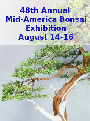 bonsai slab 28.7