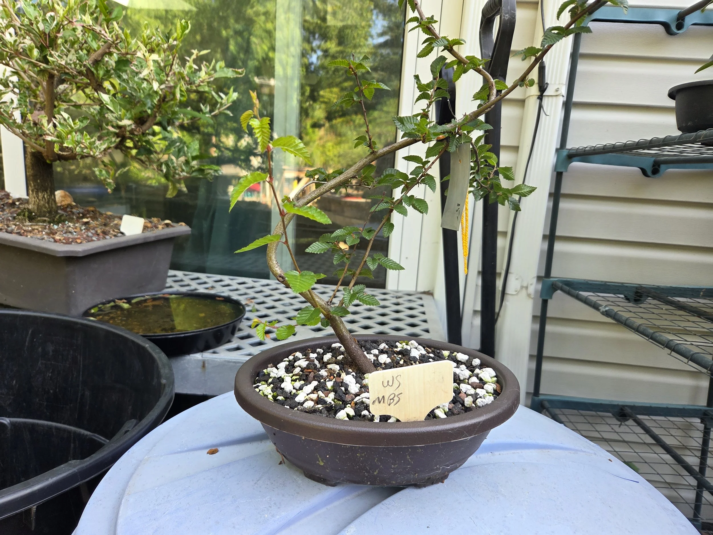 Workshop: Linda Camp, BC Bonsai - Korean Hornbeam
