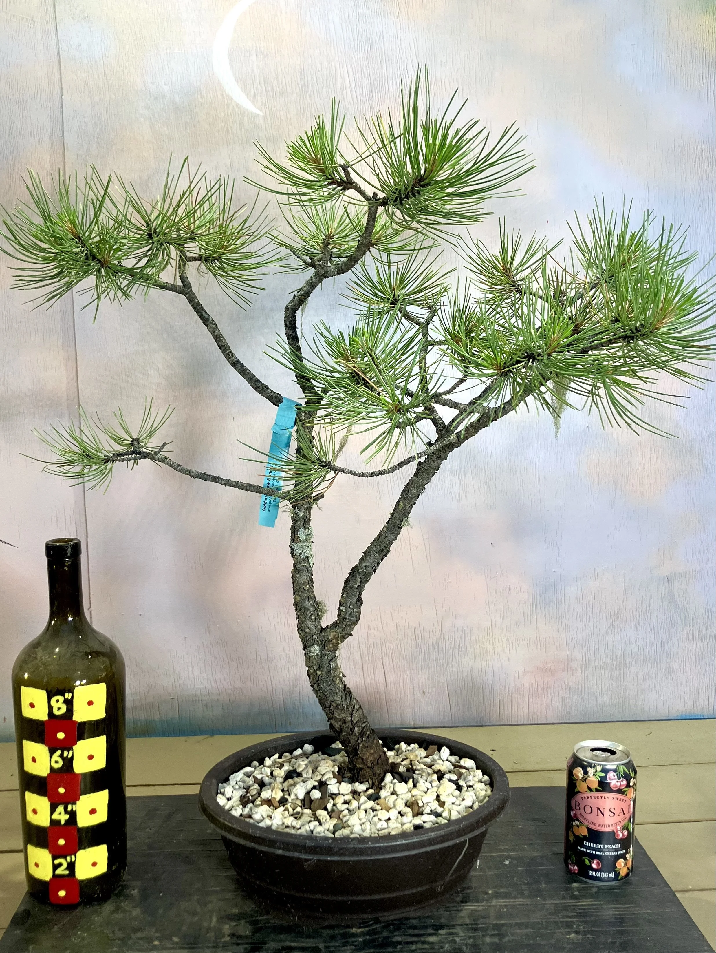 Workshop: Andy Smith, Golden Arrow Bonsai - Western Conifers