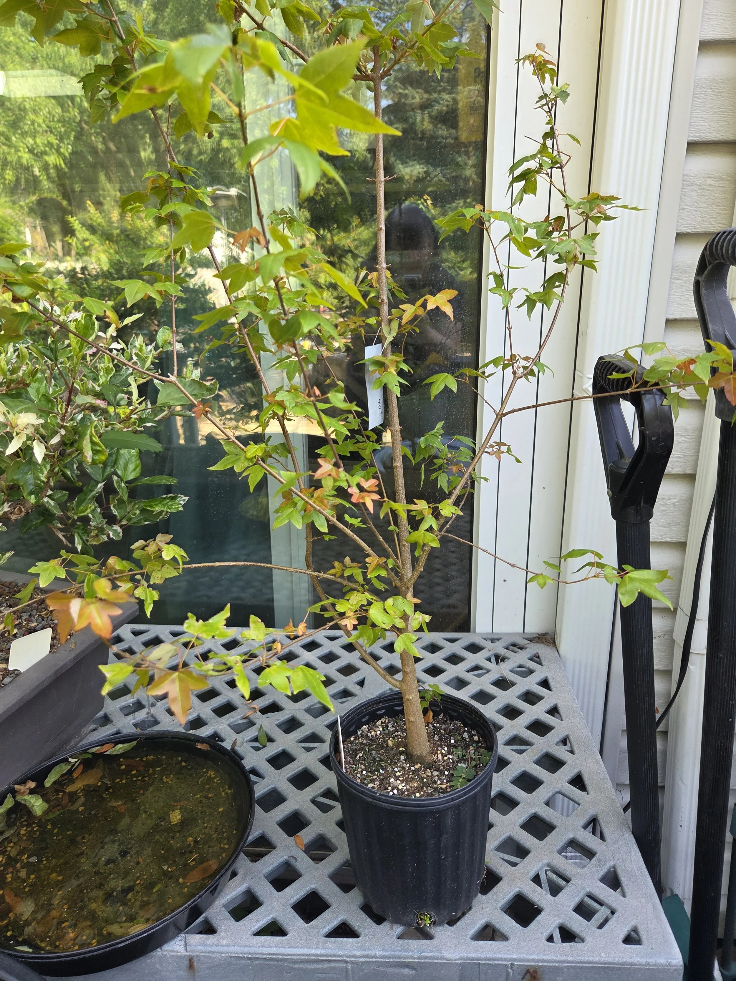 Workshop: Linda Camp, BC Bonsai - Trident Maple