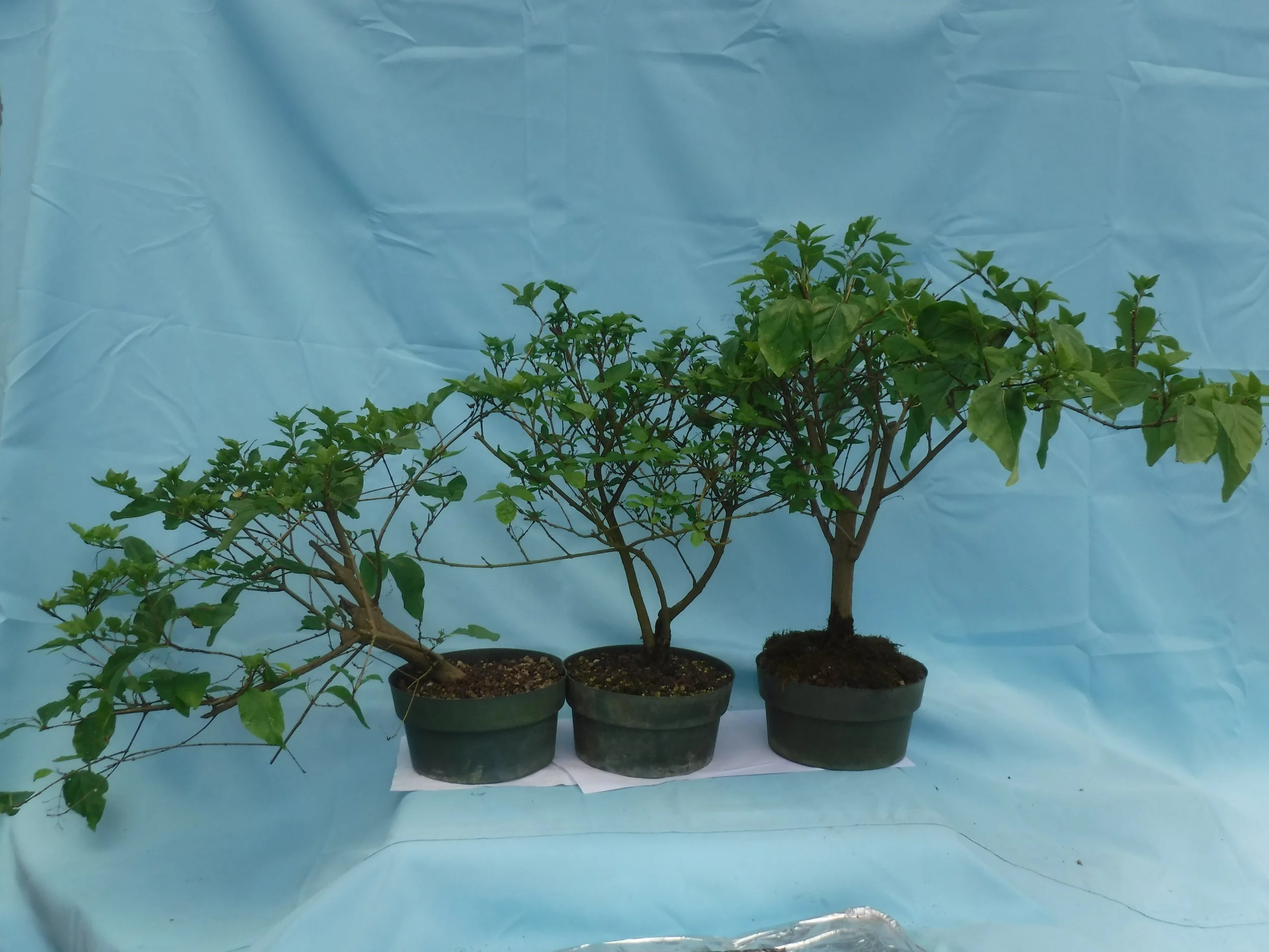Workshop: David Lowman, DaSu Bonsai Studio - Musk Maple