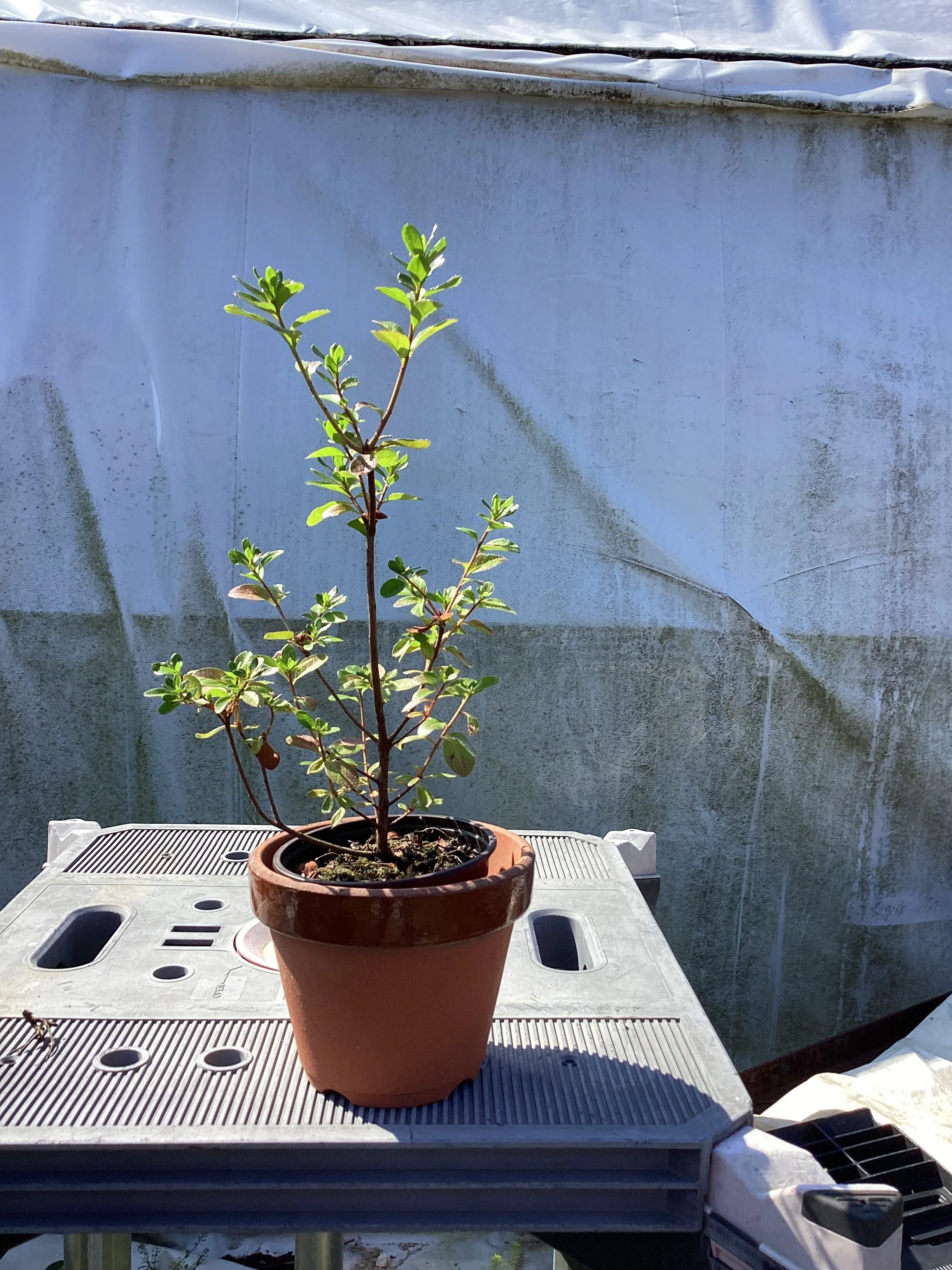 Workshop: Frank Kreutz, Satsuki Bonsai-En - Cascading Azalea