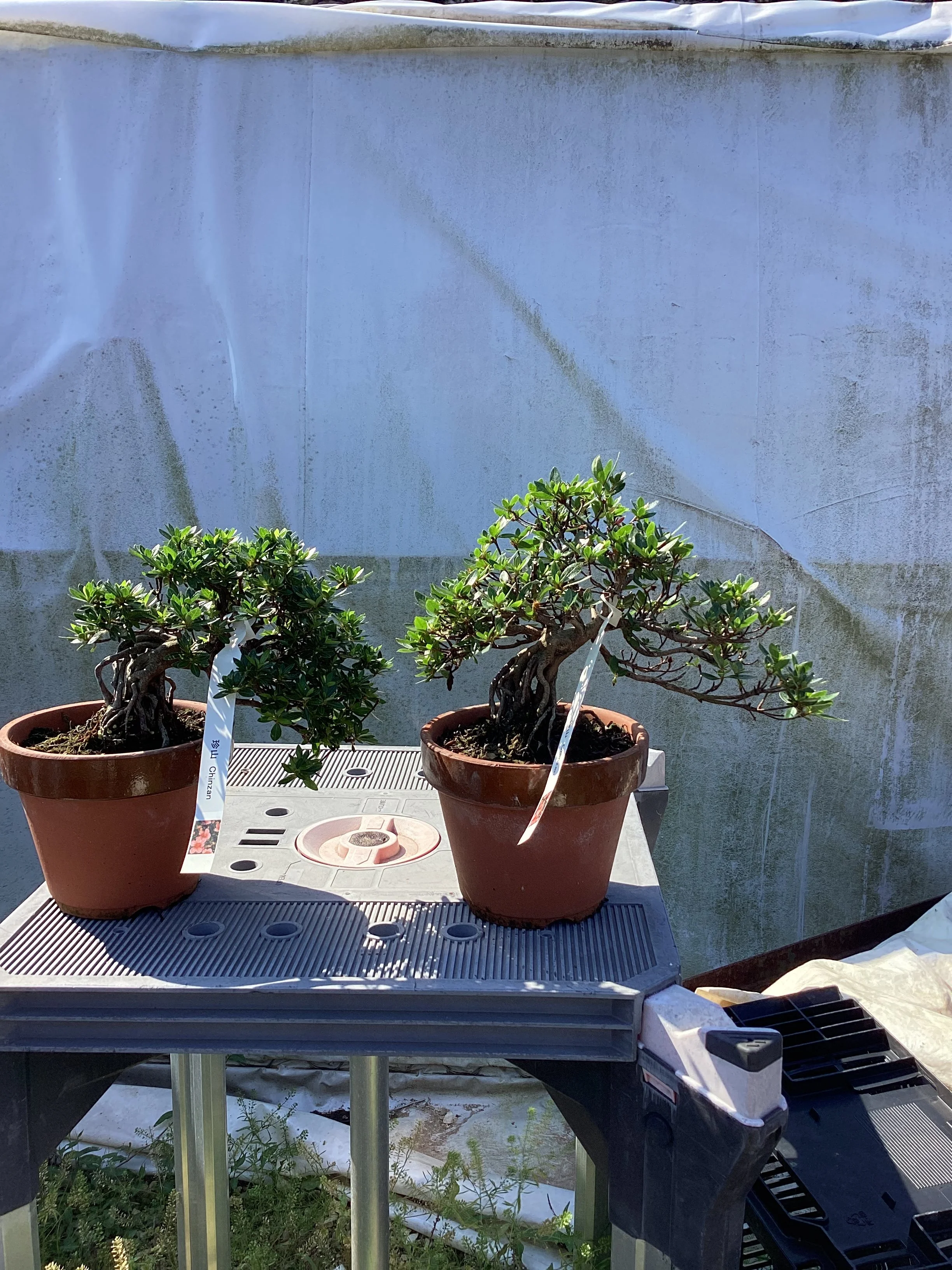 Workshop: Frank Kreutz, Satsuki Bonsai-En - Exposed Root Azalea