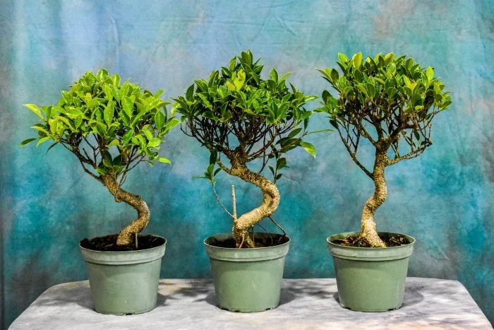 Workshop: Jason Parrish, Kawa No Okta - Tiger Bark Ficus