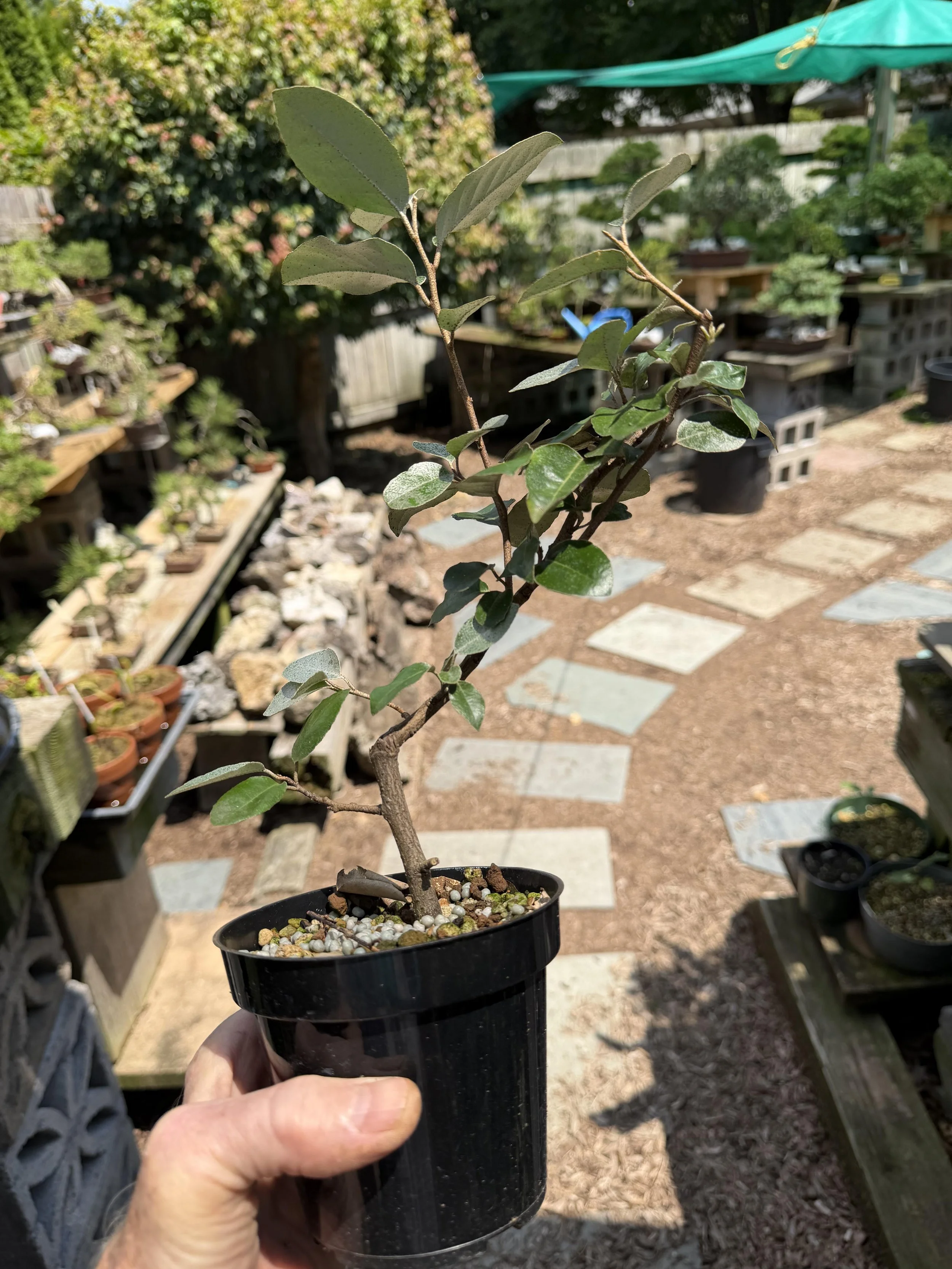 Workshop: Mark Fields, Bonsai by Fields - Japanese Silverberry