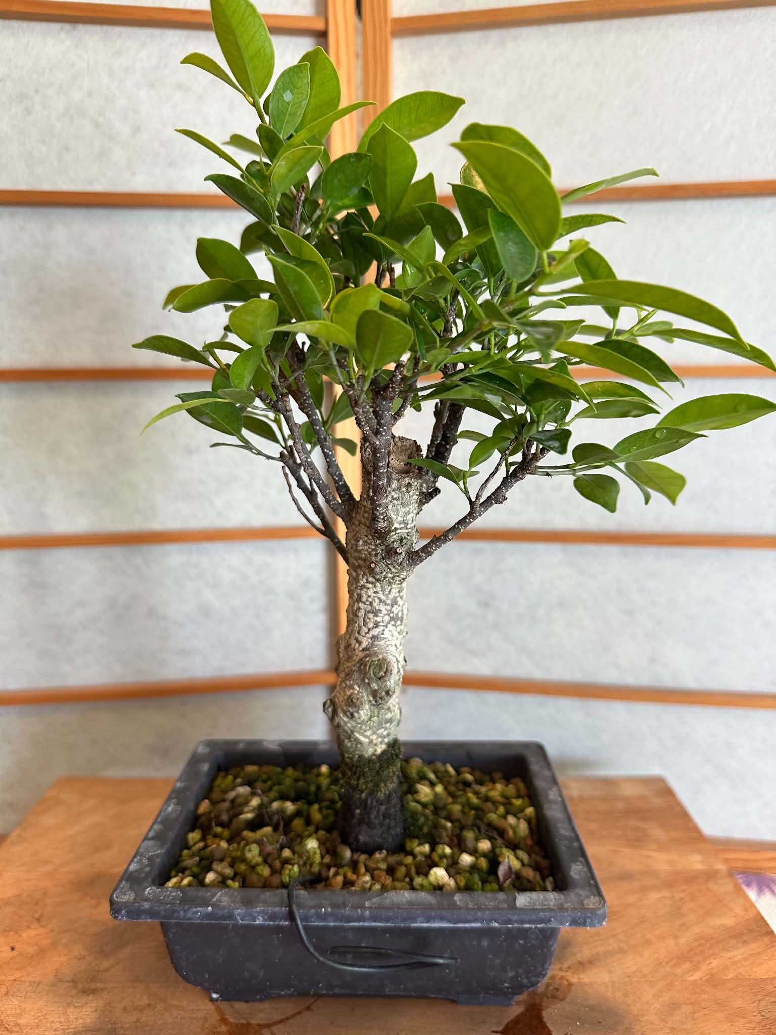Workshop: Kurtis Smith, Waters Edge Bonsai - Tiger Bark Bonsai