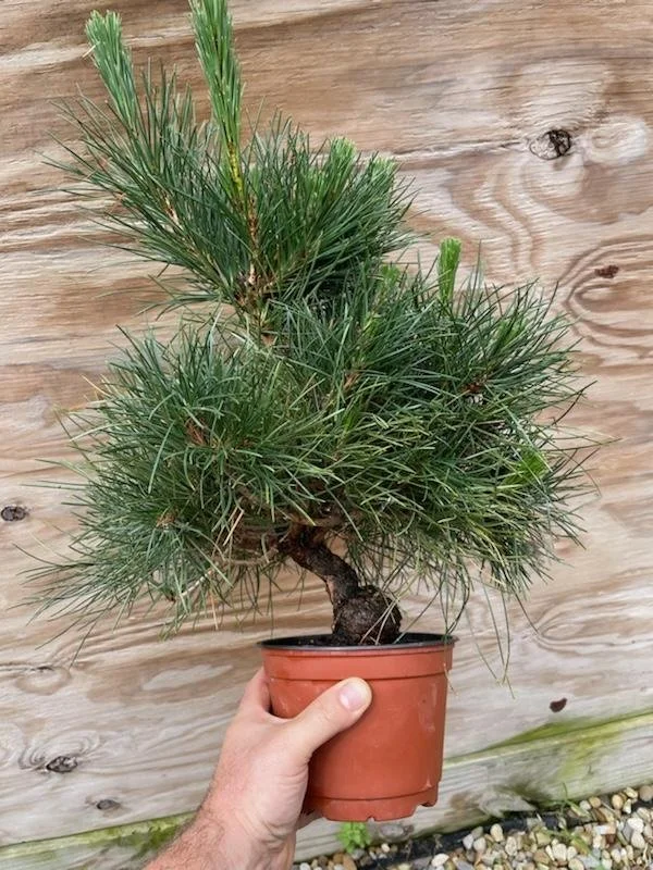 Workshop: Robert Hoffman, Yume-En Bonsai - Japanese Black Pine