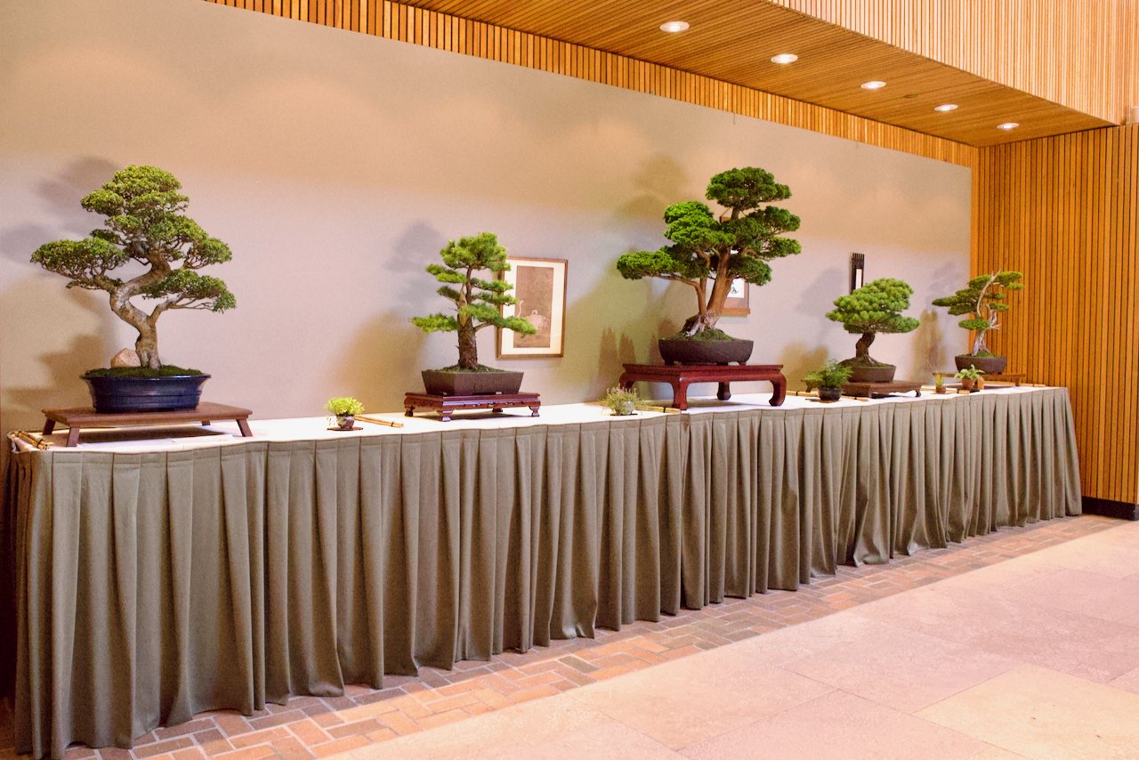 Blog — Midwest Bonsai Society