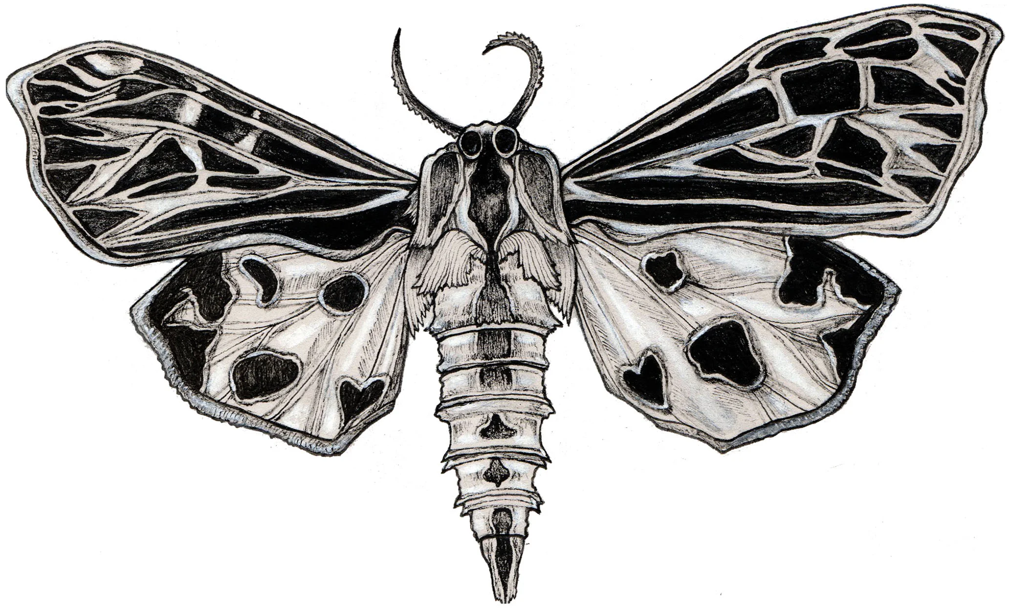 Moth Tattoo Drawing.jpg