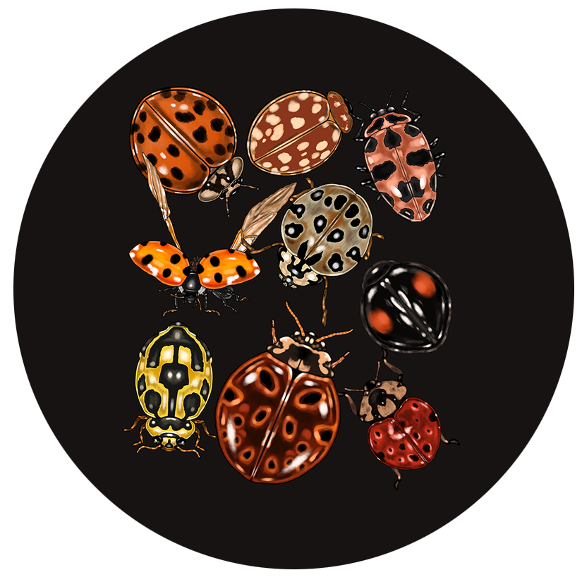 Ladybugs.png