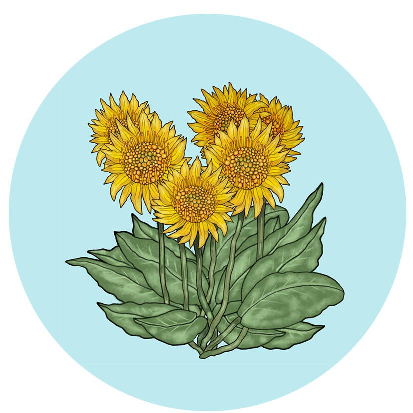 balsamroot.png