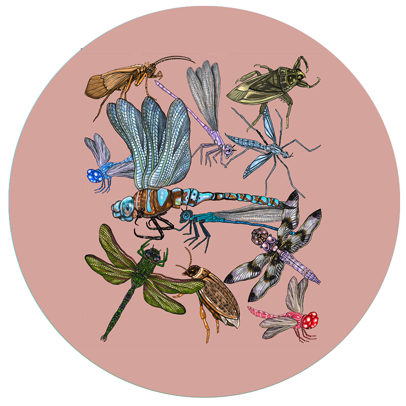 Dragonflies.png
