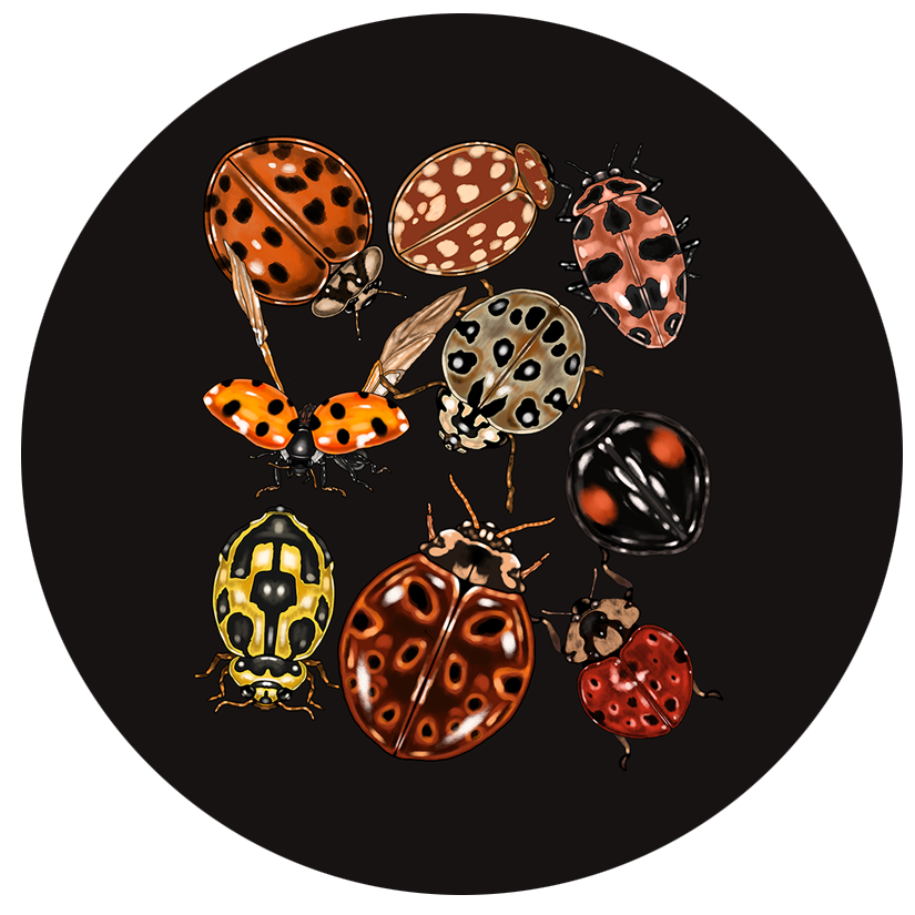 Ladybugs.png