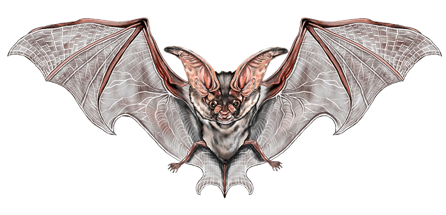 Bat.png