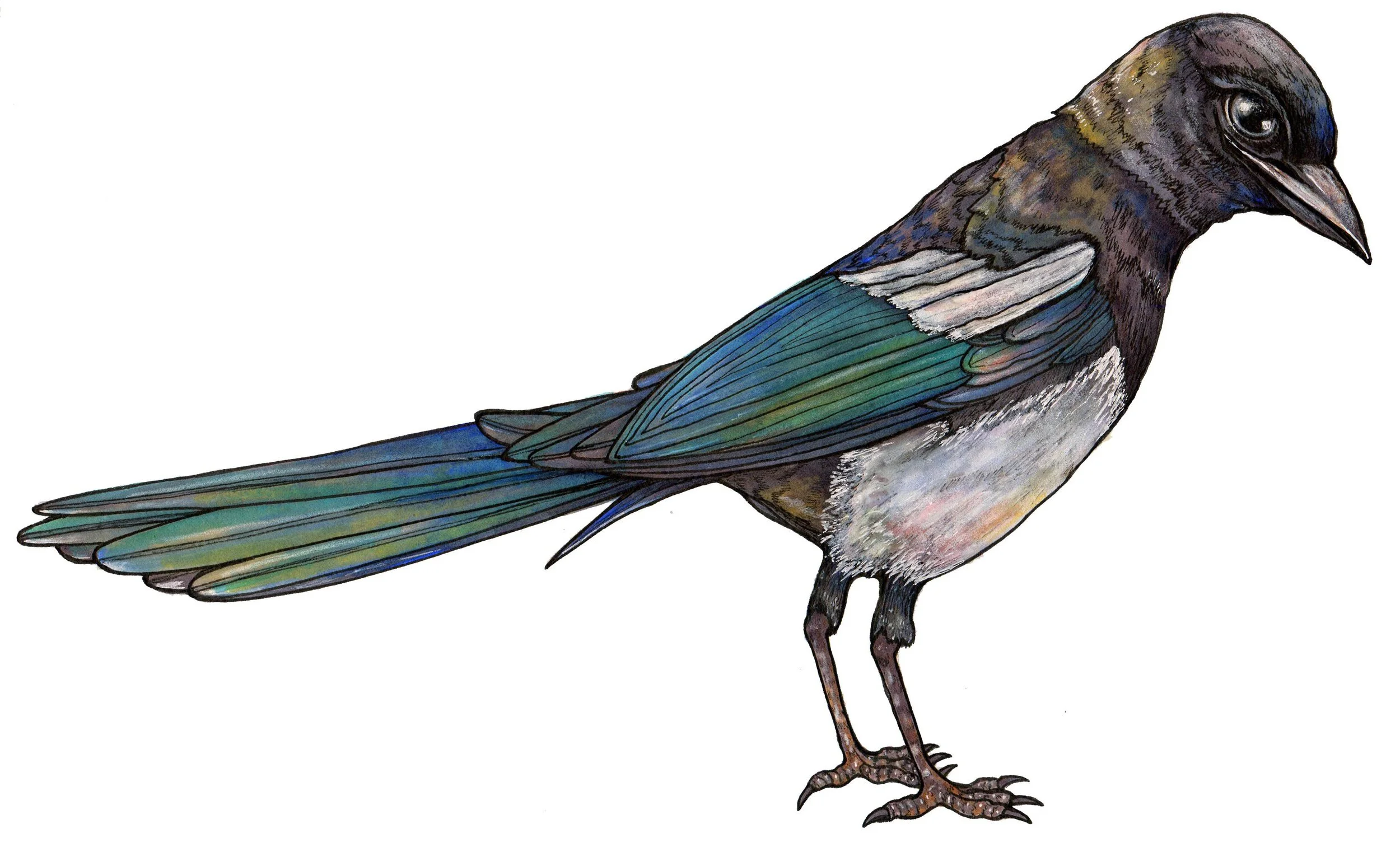 Magpie.jpg