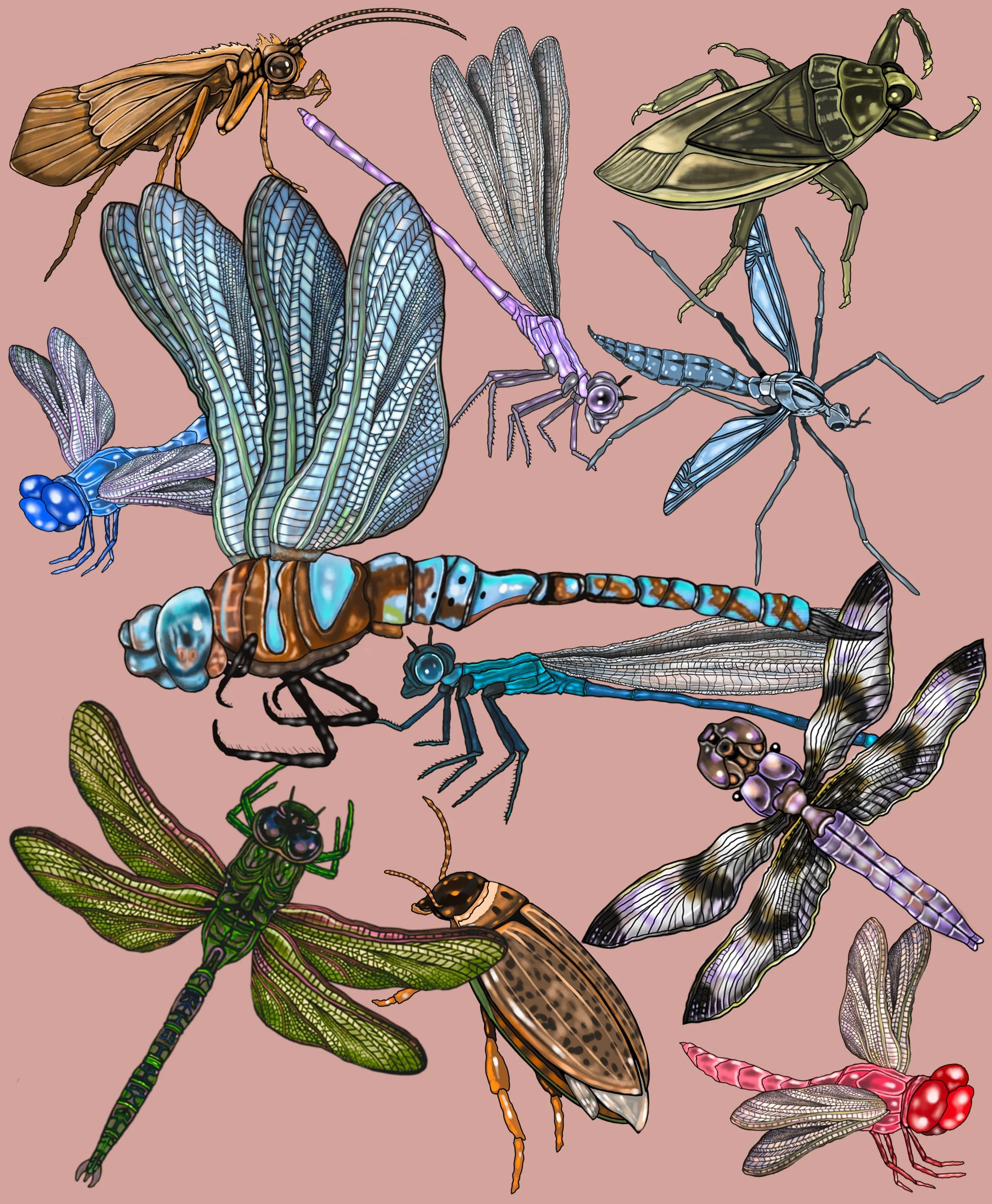 Dragonflies and other water bugs.jpg