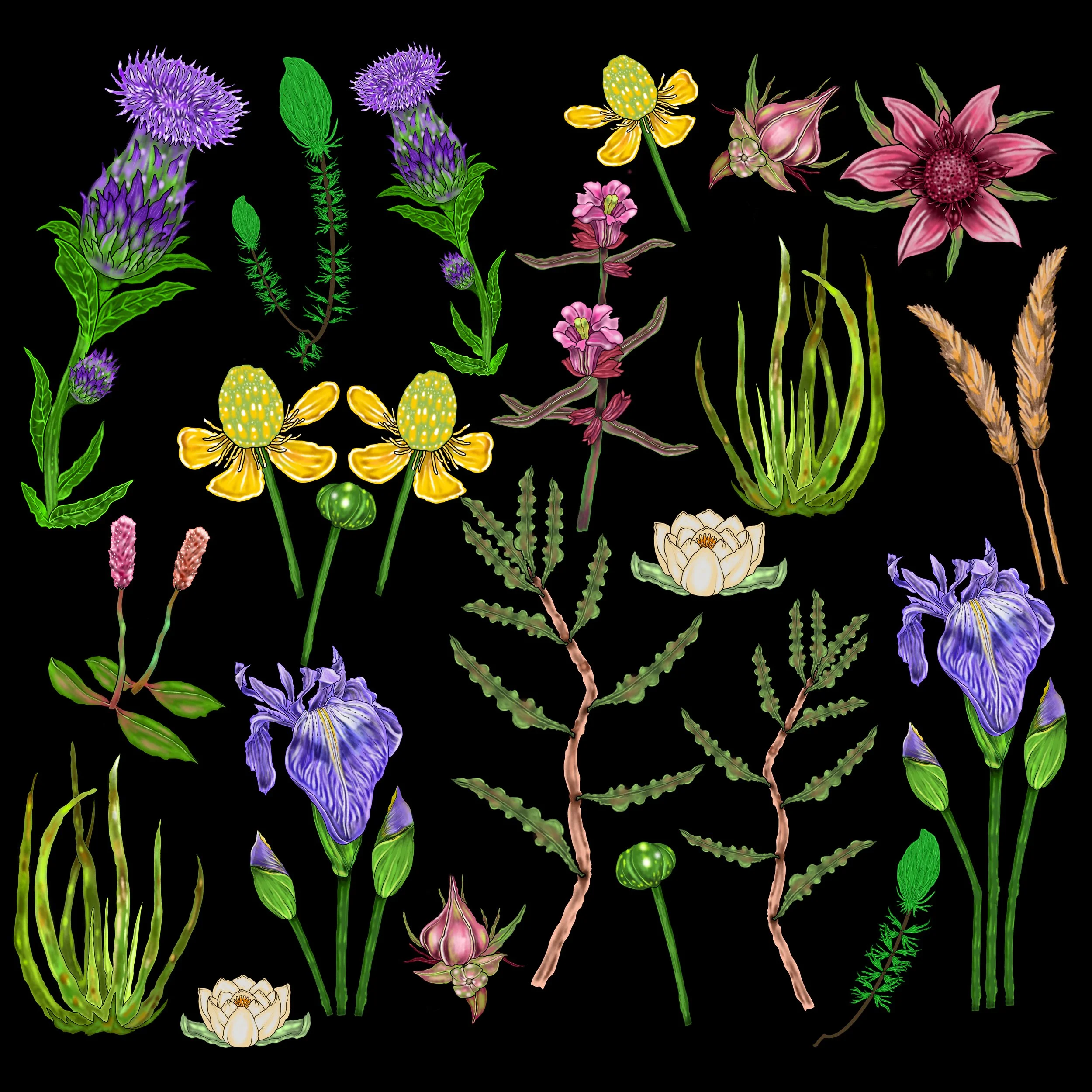 Flowers_And_Plants copy.jpg