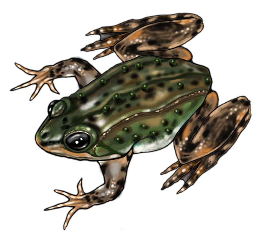 Frog.png