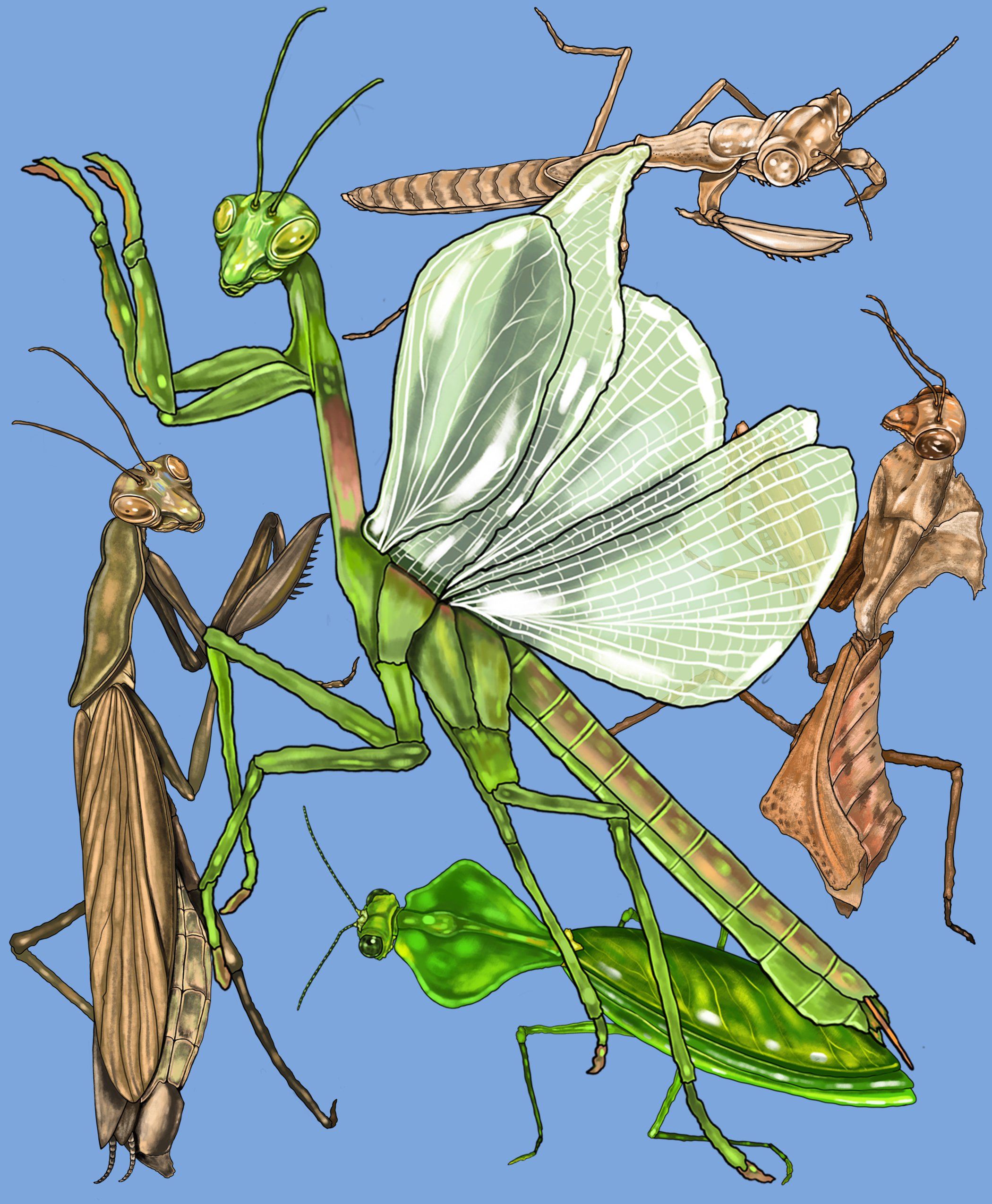 Mantis.jpg