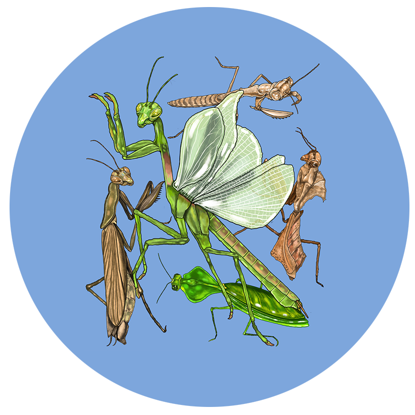 Mantises.png