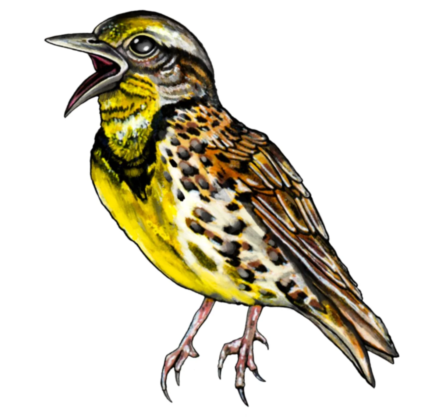 Meadowlark.jpg