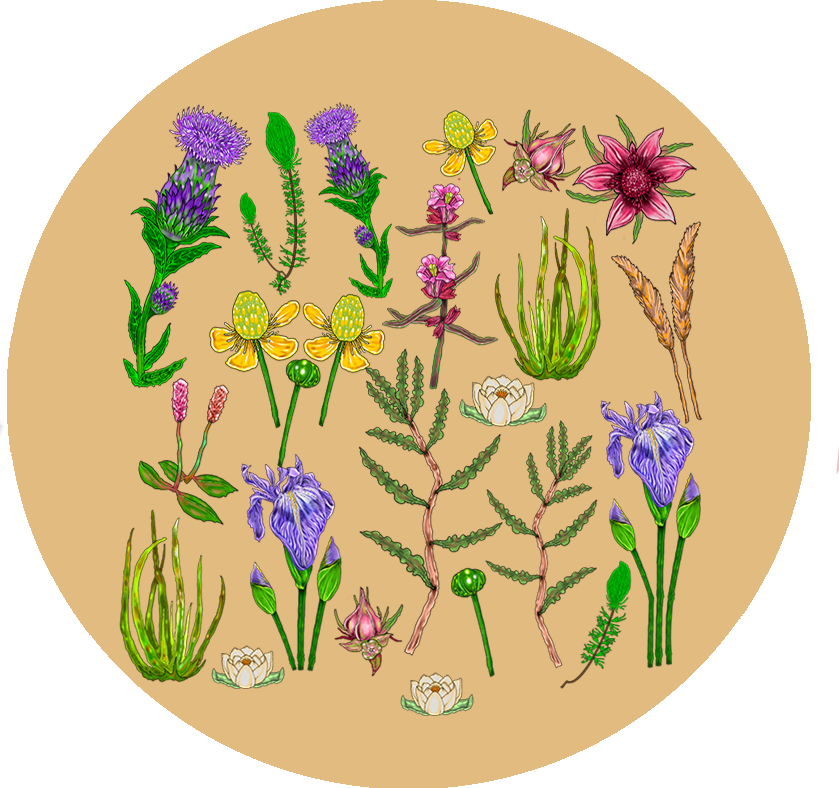 Native Flowers 1.png