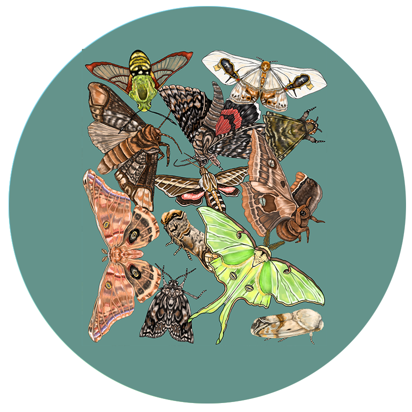 MOTHS.png