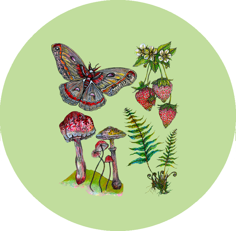 Moth, mush, fern, straw.png