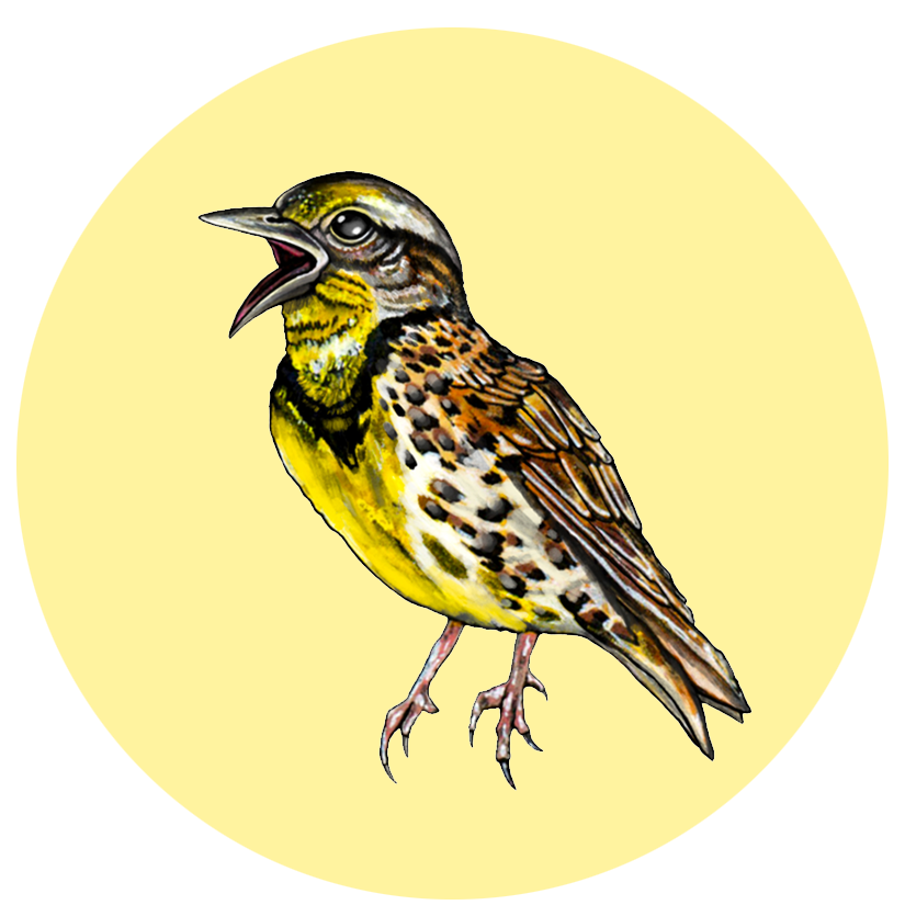 Meadowlark.png
