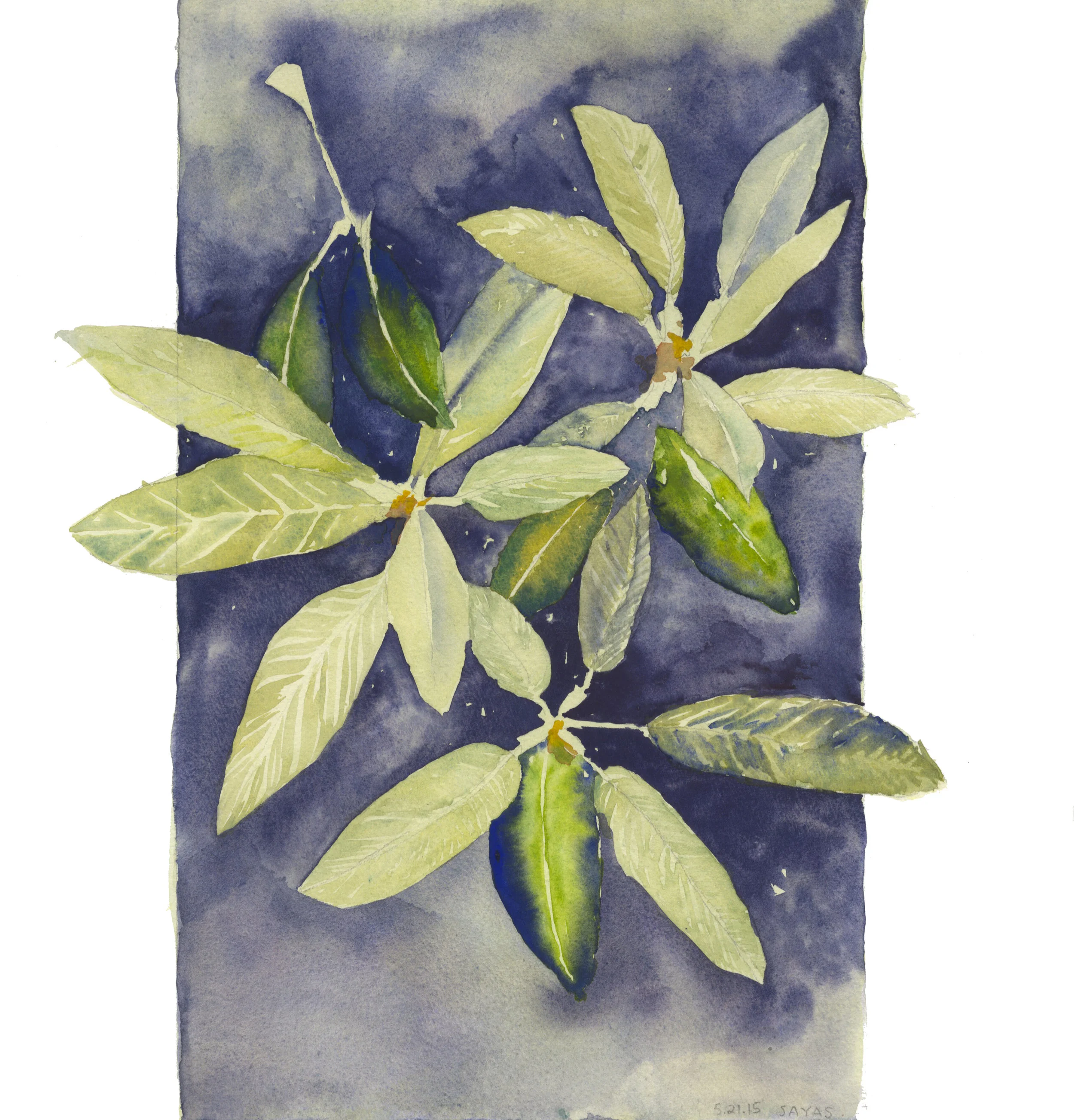 5.21.15_GreenPlant.jpg