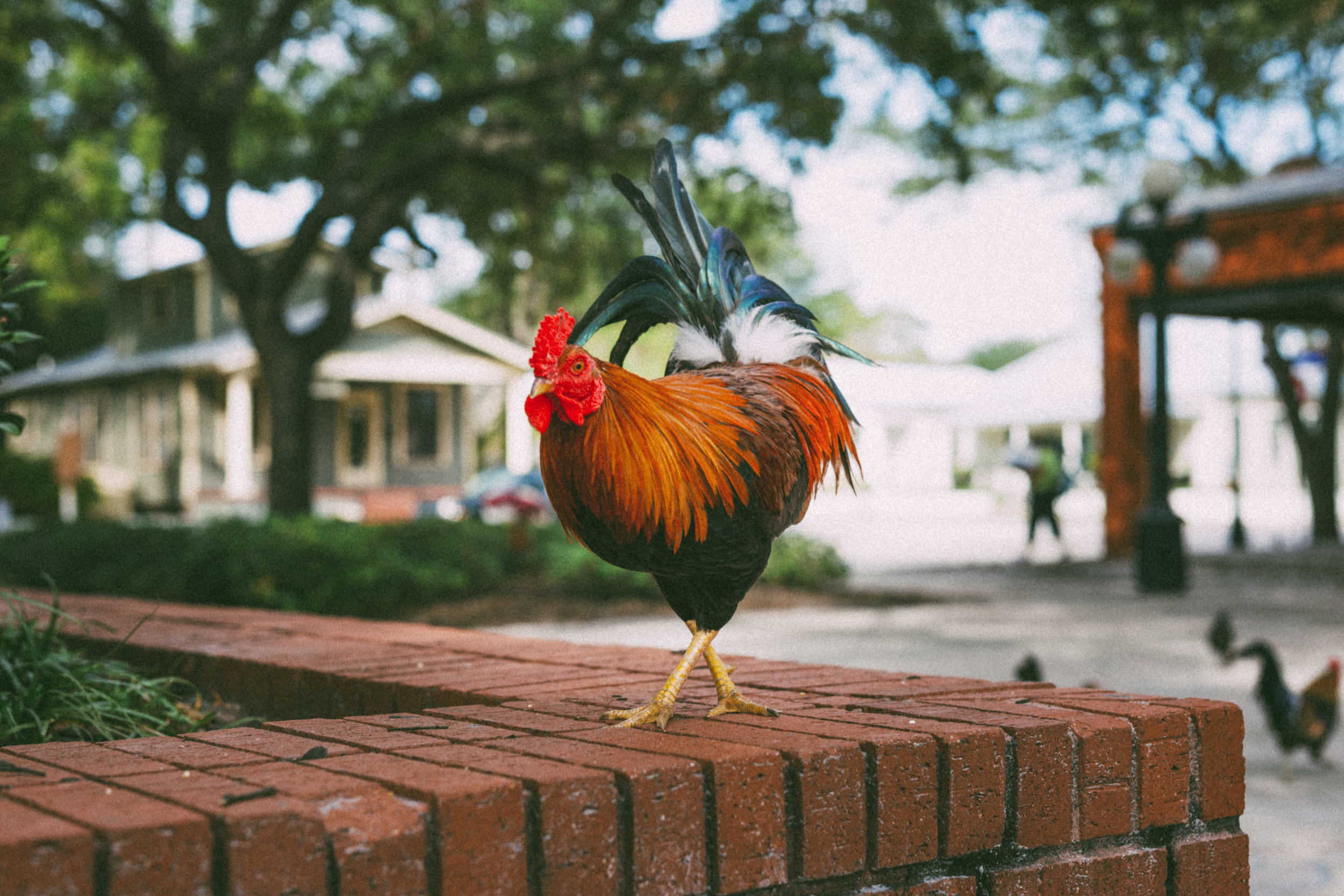 Chicks, Man