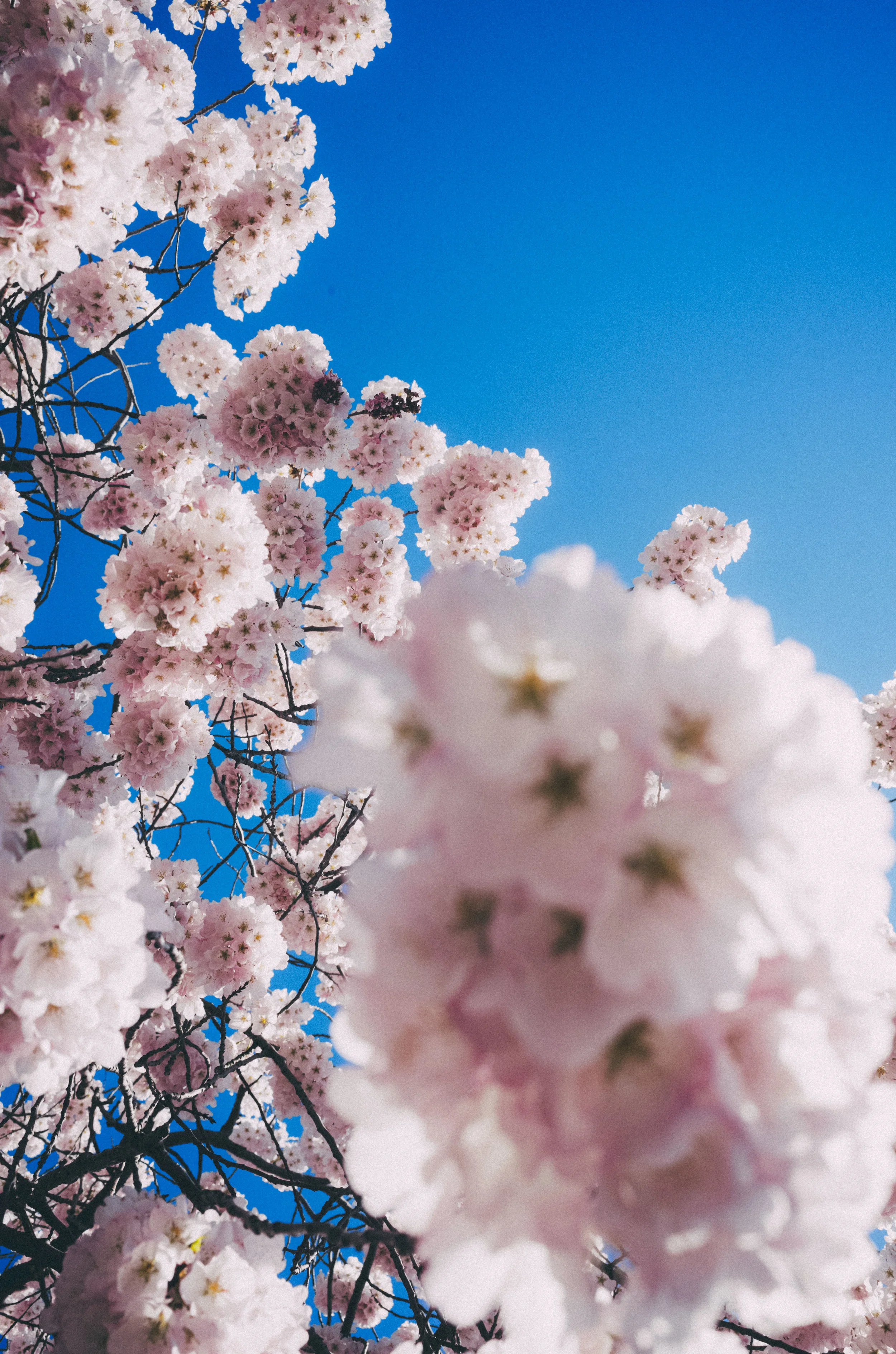 Cherry Blossom Season