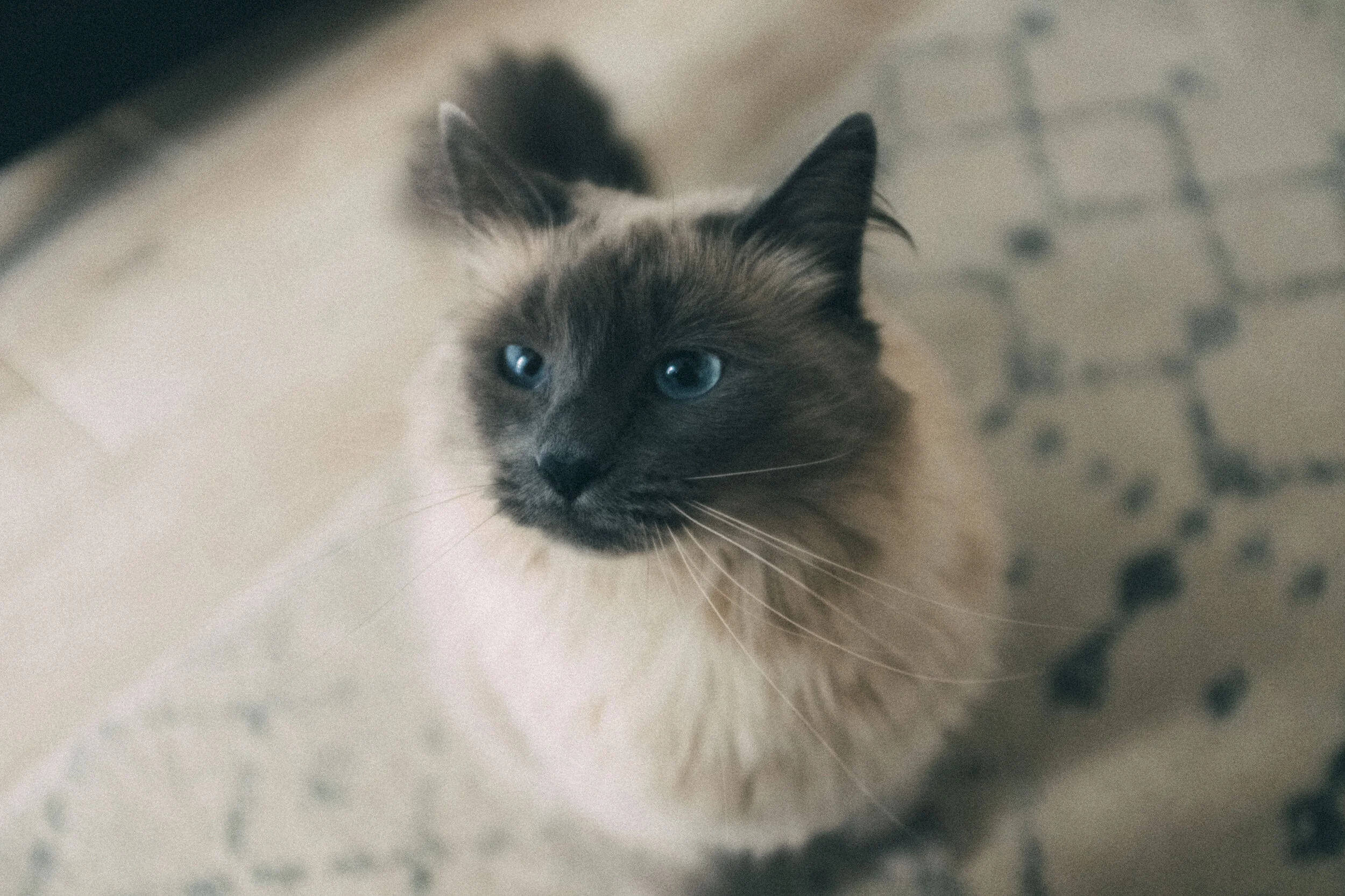 Running Cat Album